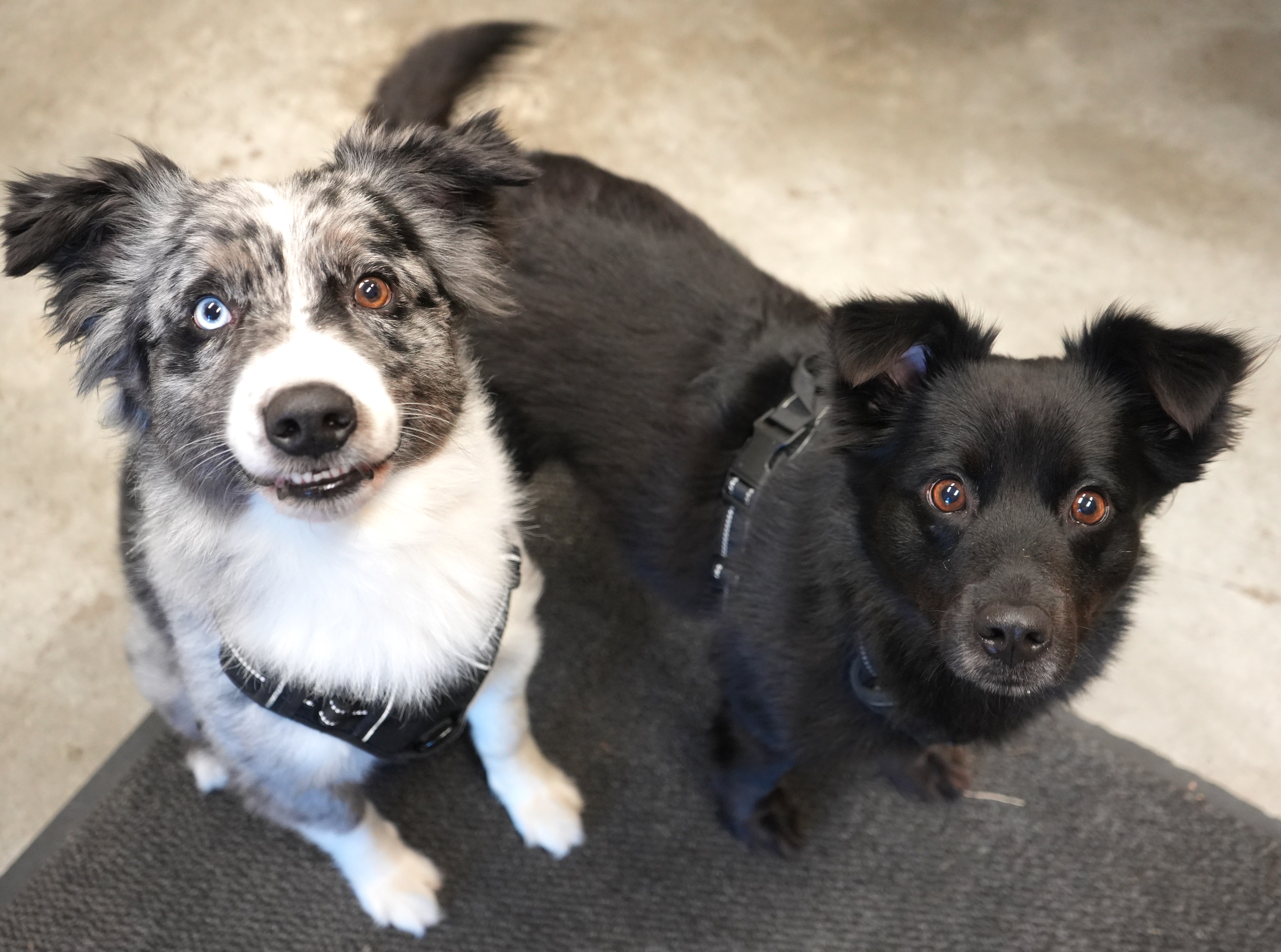 Dog for adoption Coco and Zeus! BONDED UNDER 40 lb AMAZING beauties