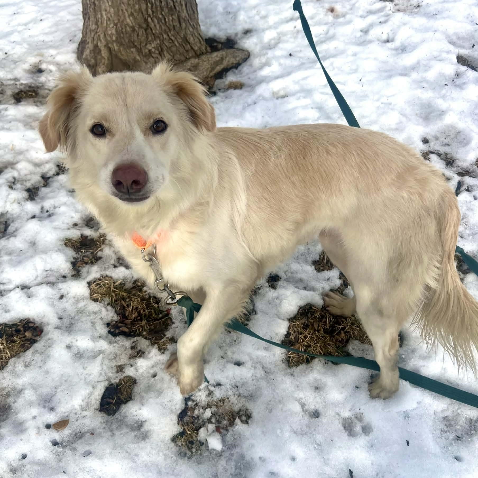 Dawson — thumbnail 2