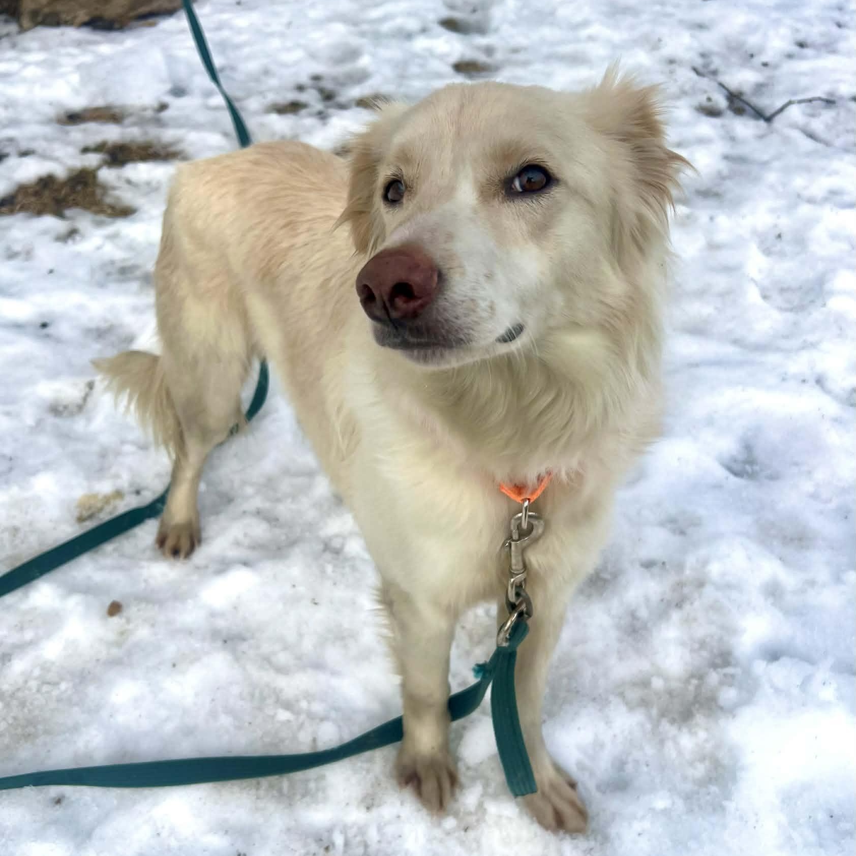 Dawson — thumbnail 3