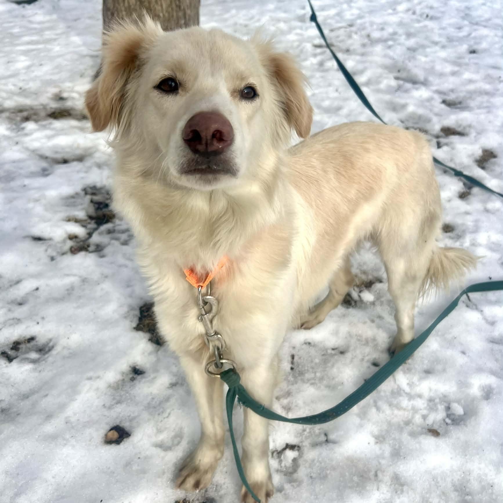 Dawson — thumbnail 4