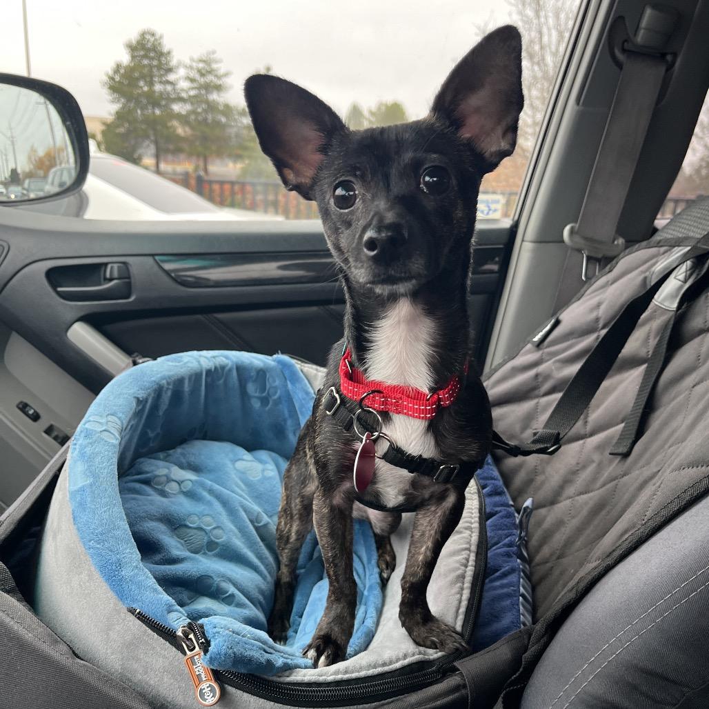 Enlarge Izzy, a Adoptable mixed breed in Ashland, OR image 1/3