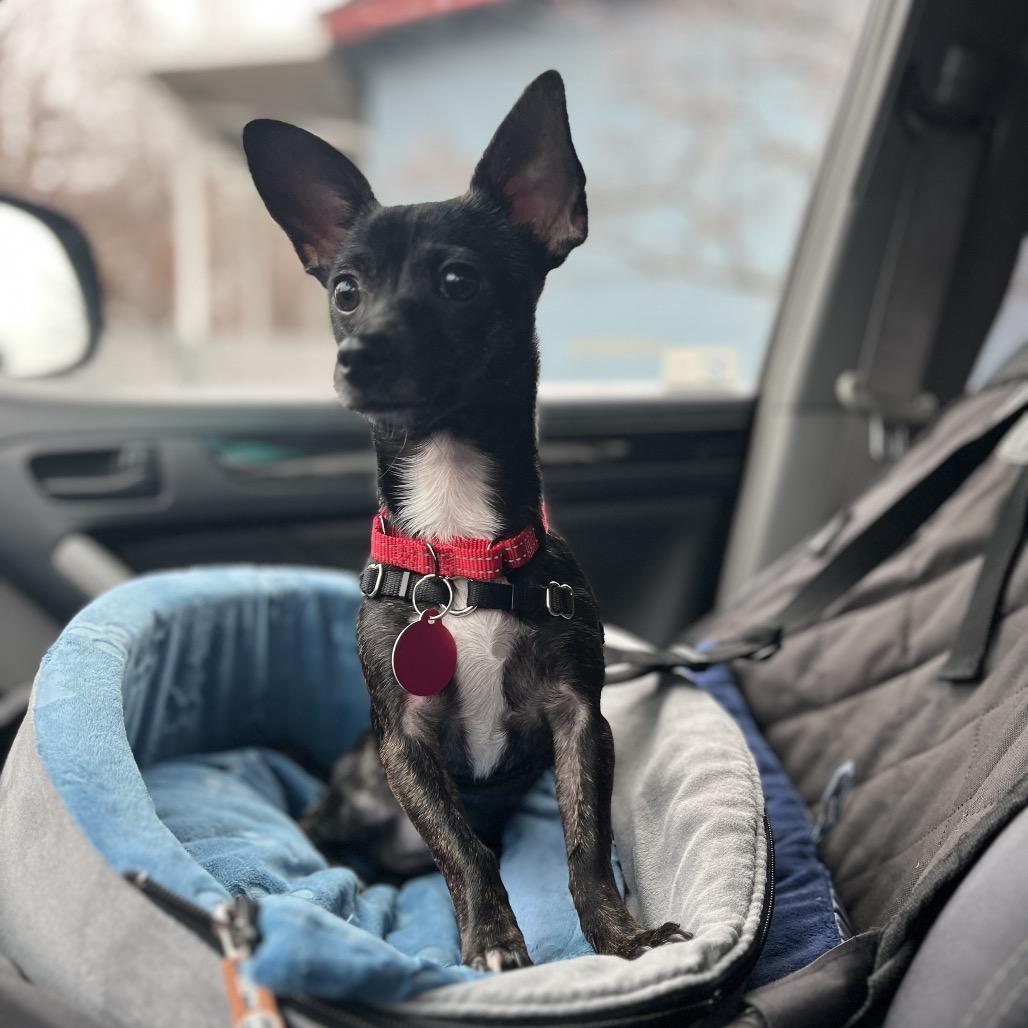 Enlarge Izzy, a Adoptable mixed breed in Ashland, OR image 2/3