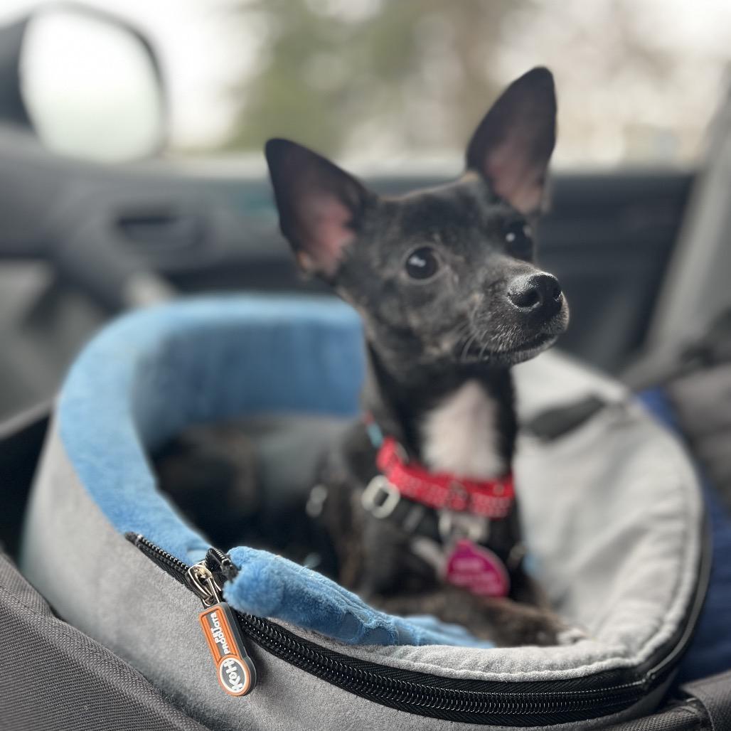 Enlarge Izzy, a Adoptable mixed breed in Ashland, OR image 3/3