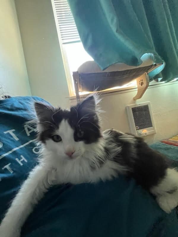 Enlarge Pinkie, an adopted Domestic Long Hair in Gladstone, OR image 3/6