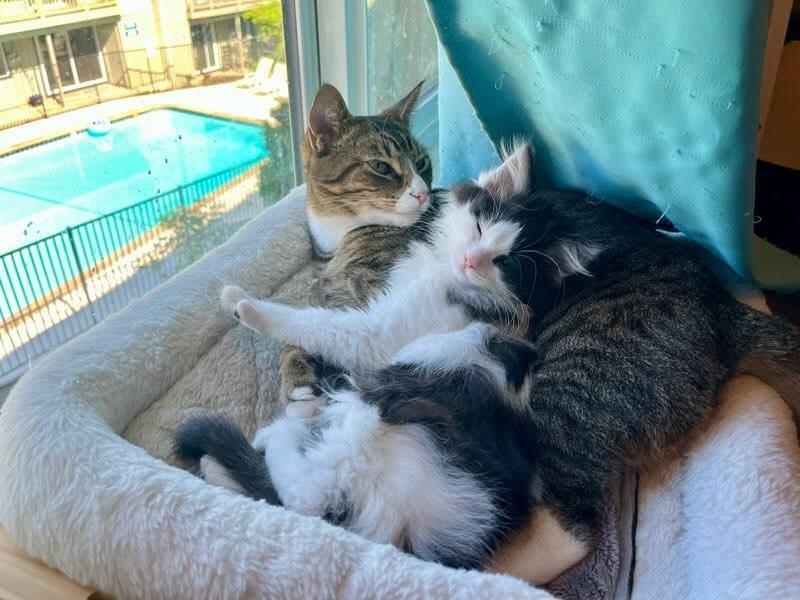 Enlarge Pinkie, an adopted Domestic Long Hair in Gladstone, OR image 5/6