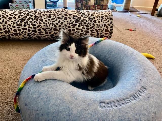 Pinkie, adopted, Kitten Female Domestic Long Hair.