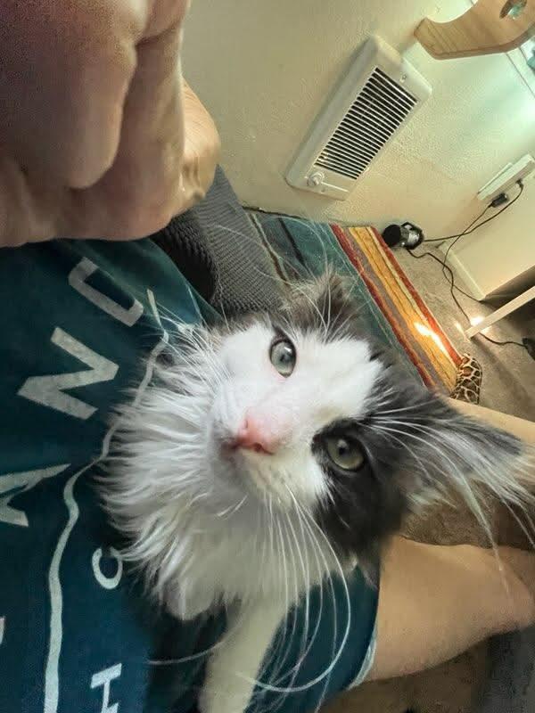 Enlarge Pinkie, an adopted Domestic Long Hair in Gladstone, OR image 4/6