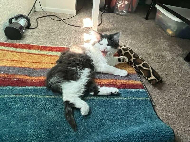 Enlarge Pinkie, an adopted Domestic Long Hair in Gladstone, OR image 6/6