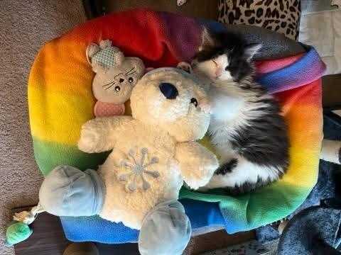 Enlarge Pinkie, an adopted Domestic Long Hair in Gladstone, OR image 2/6