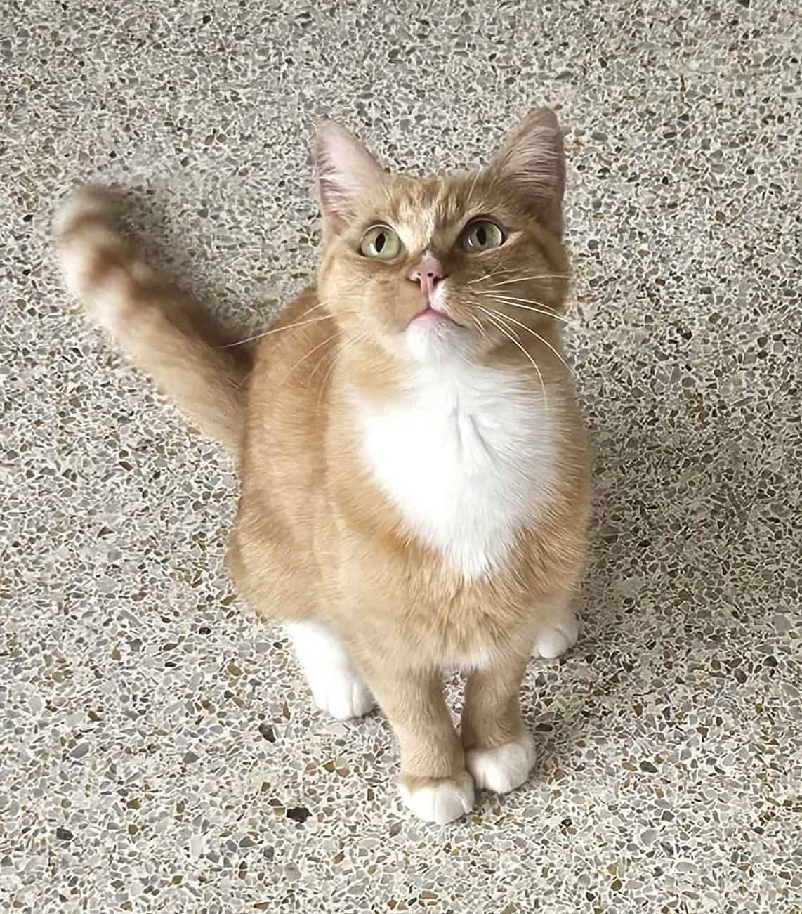 GoGo Boots, Adoptable, Adult Female Domestic Short Hair.