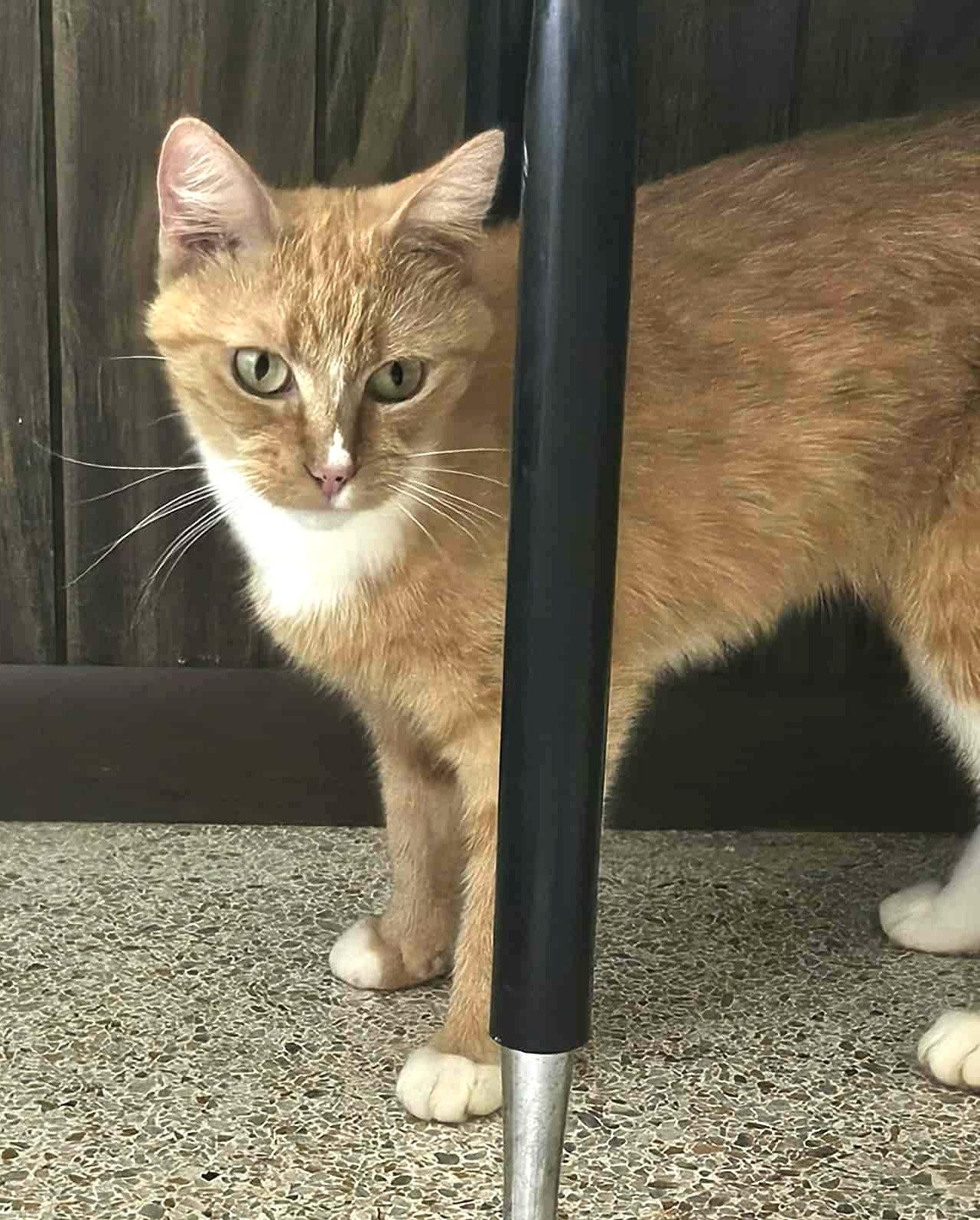 GoGo Boots, a Adoptable Domestic Short Hair in Crystal River, FL image 5/6