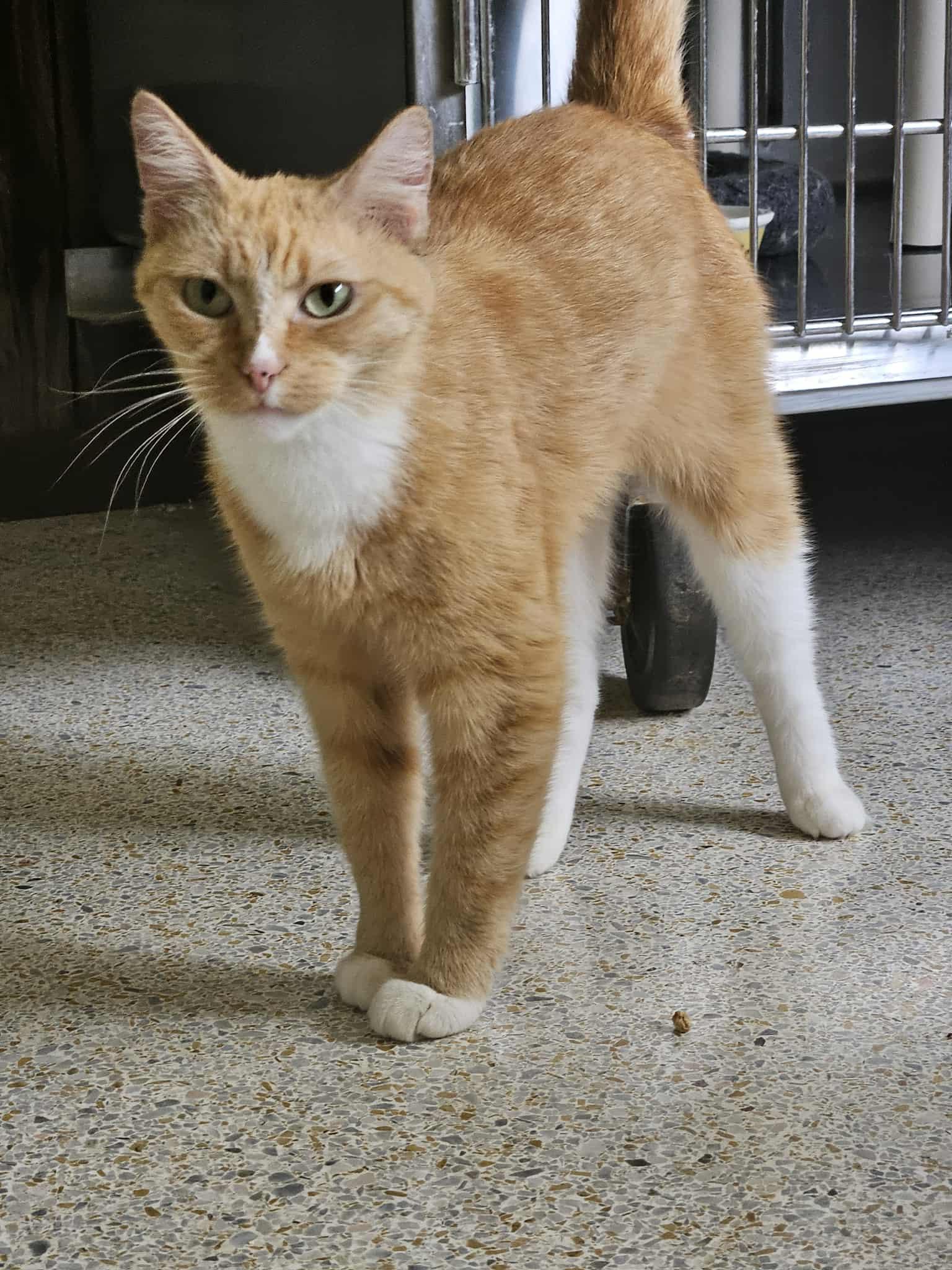 GoGo Boots, Adoptable, Adult Female Domestic Short Hair.