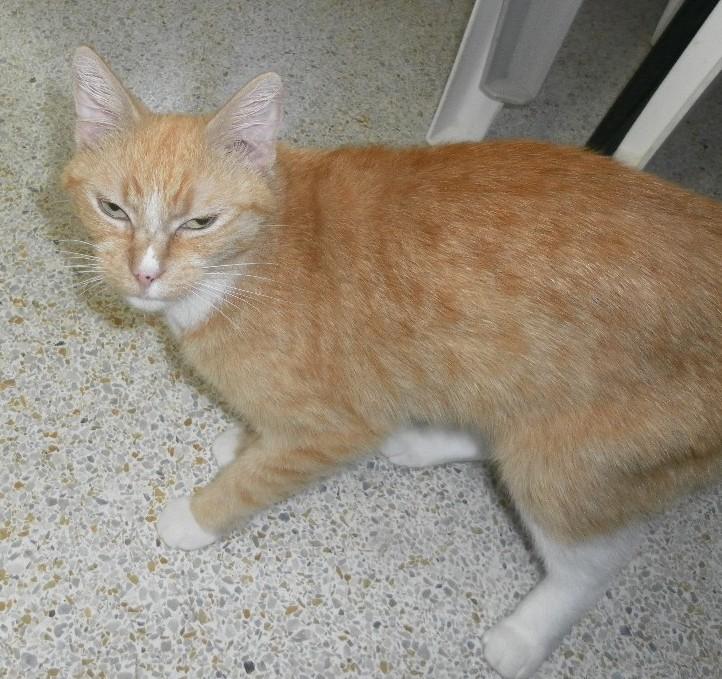 GoGo Boots, a Adoptable Domestic Short Hair in Crystal River, FL image 6/6