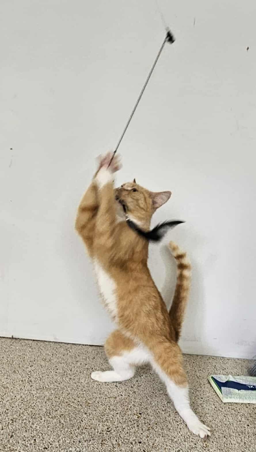 GoGo Boots, a Adoptable Domestic Short Hair in Crystal River, FL image 4/6