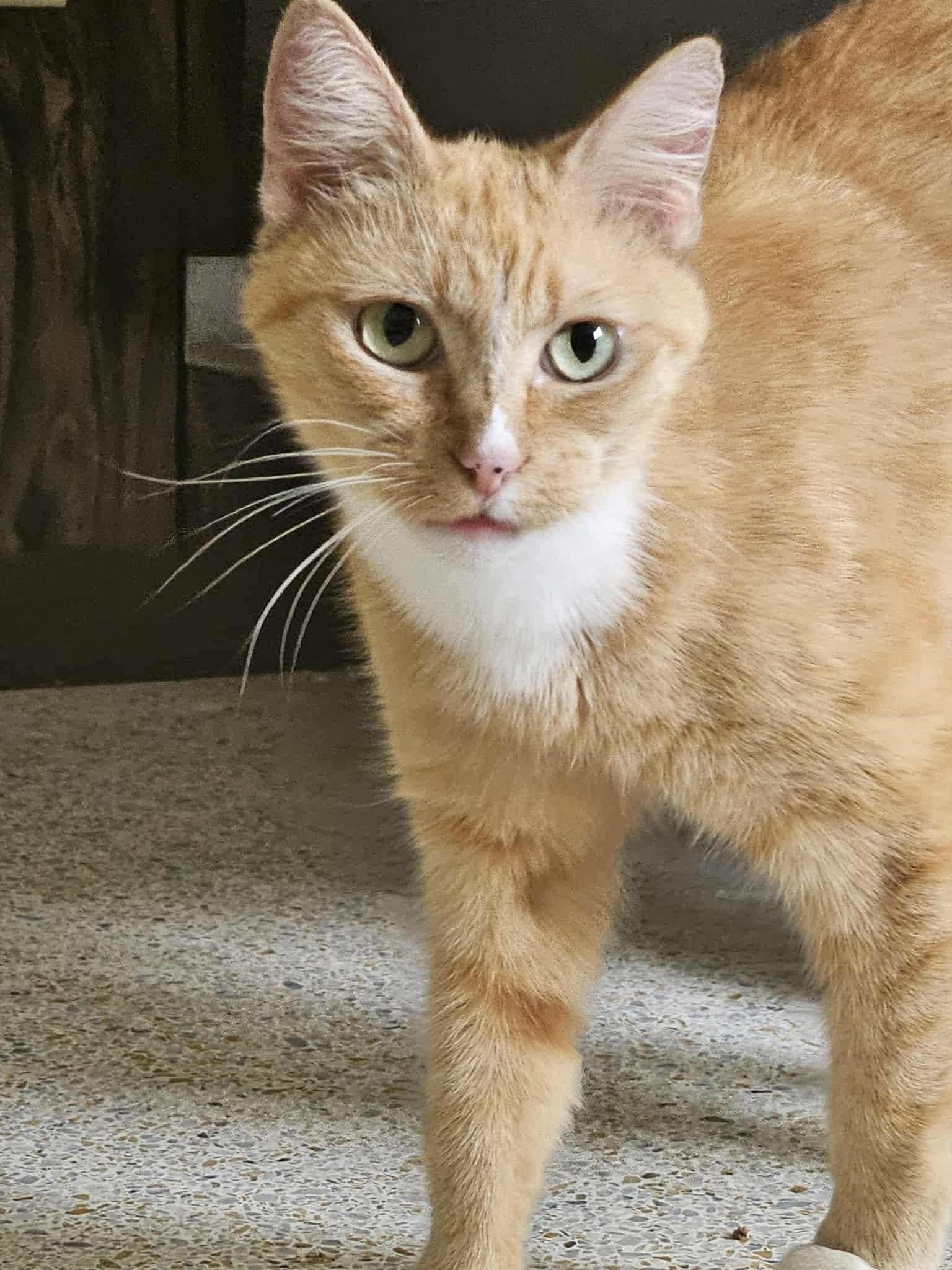 GoGo Boots, a Adoptable Domestic Short Hair in Crystal River, FL image 3/6