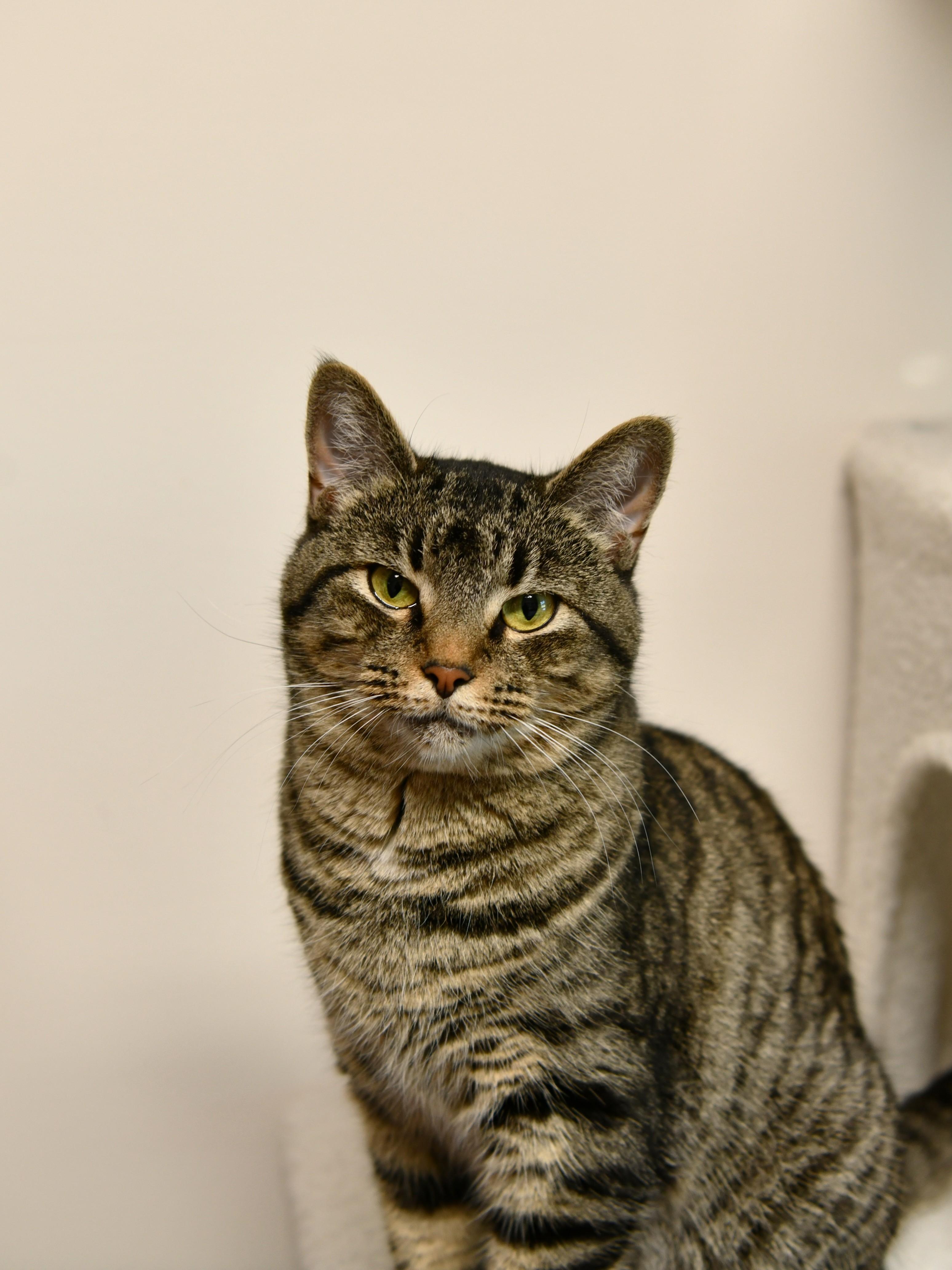 Enlarge Cheerios, a Adoptable Domestic Short Hair in Fairhope, AL image 2/2