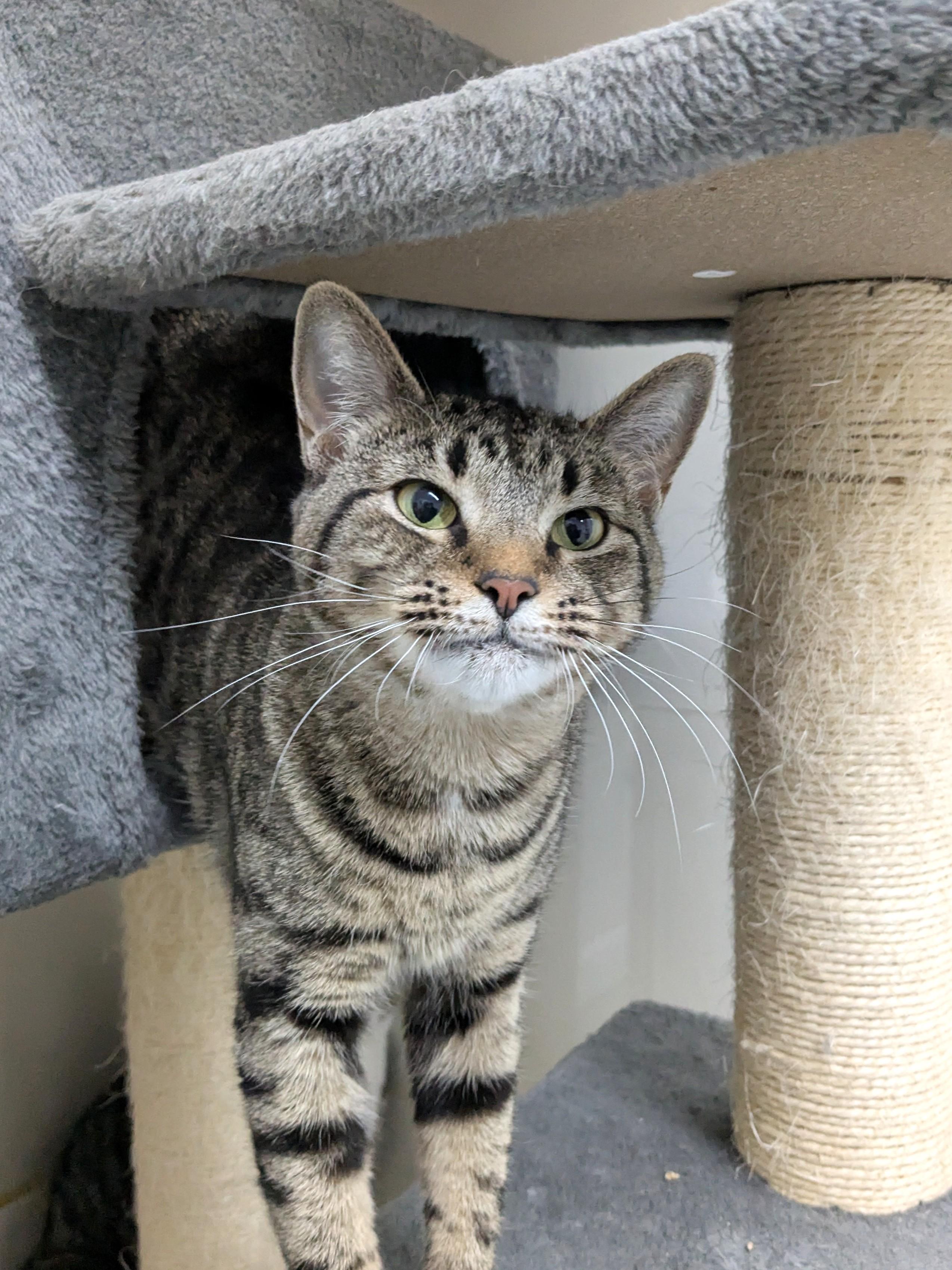 Cheerios, ADOPTABLE, Adult Female Domestic Short Hair.