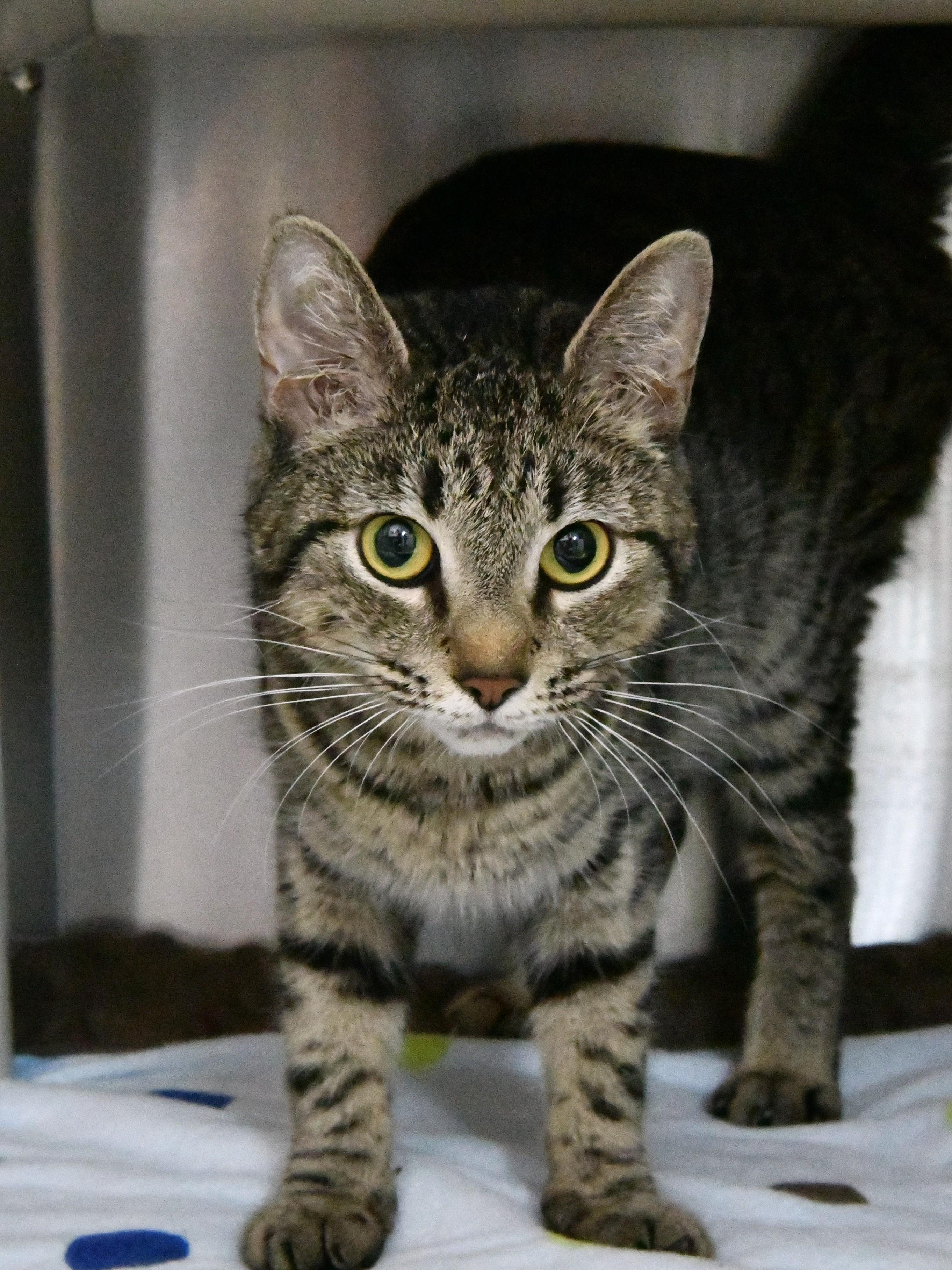 Cheerios, ADOPTABLE, Adult Female Domestic Short Hair.