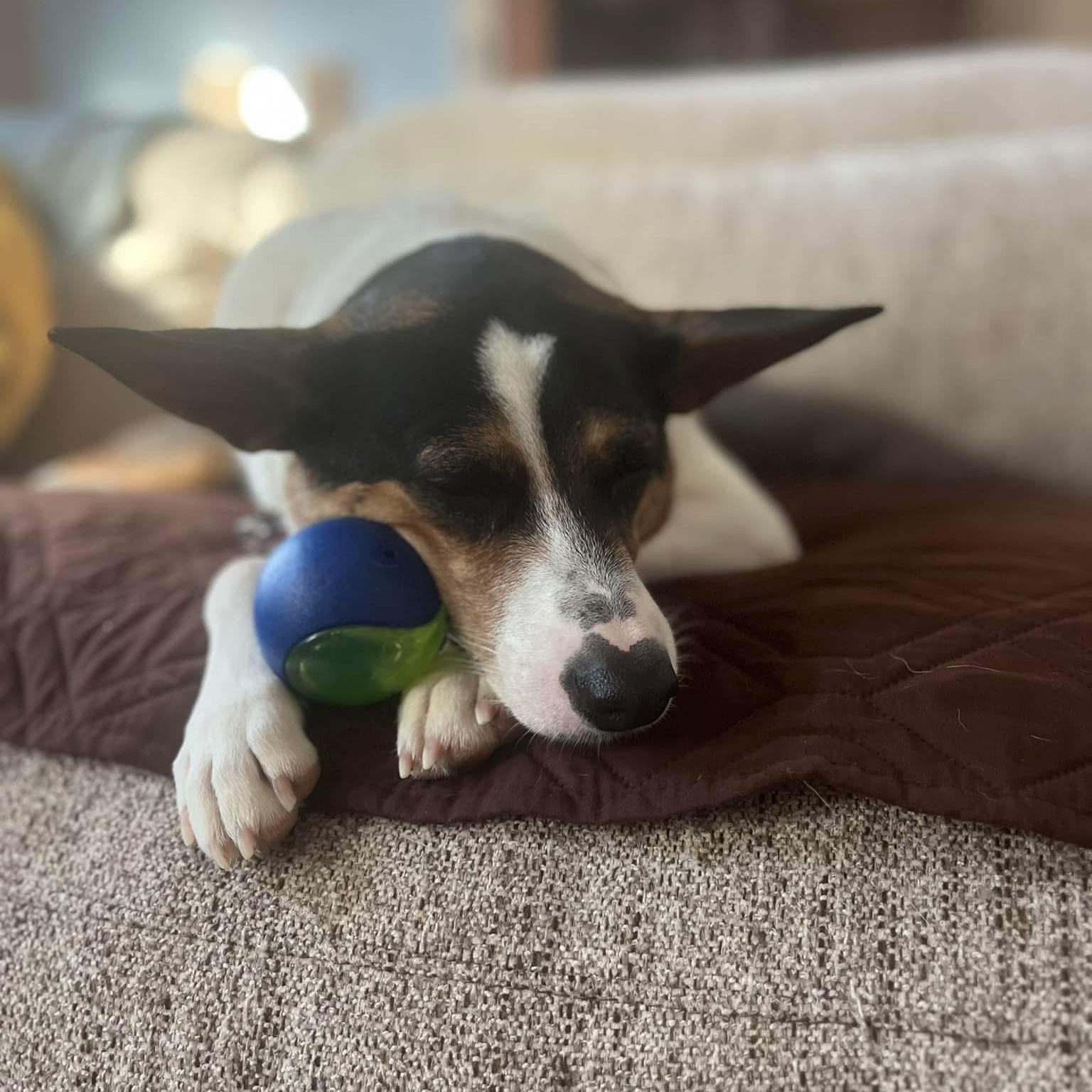 Mochi, ADOPTABLE, Adult Female Australian Shepherd & Australian Cattle Dog / Blue Heeler.