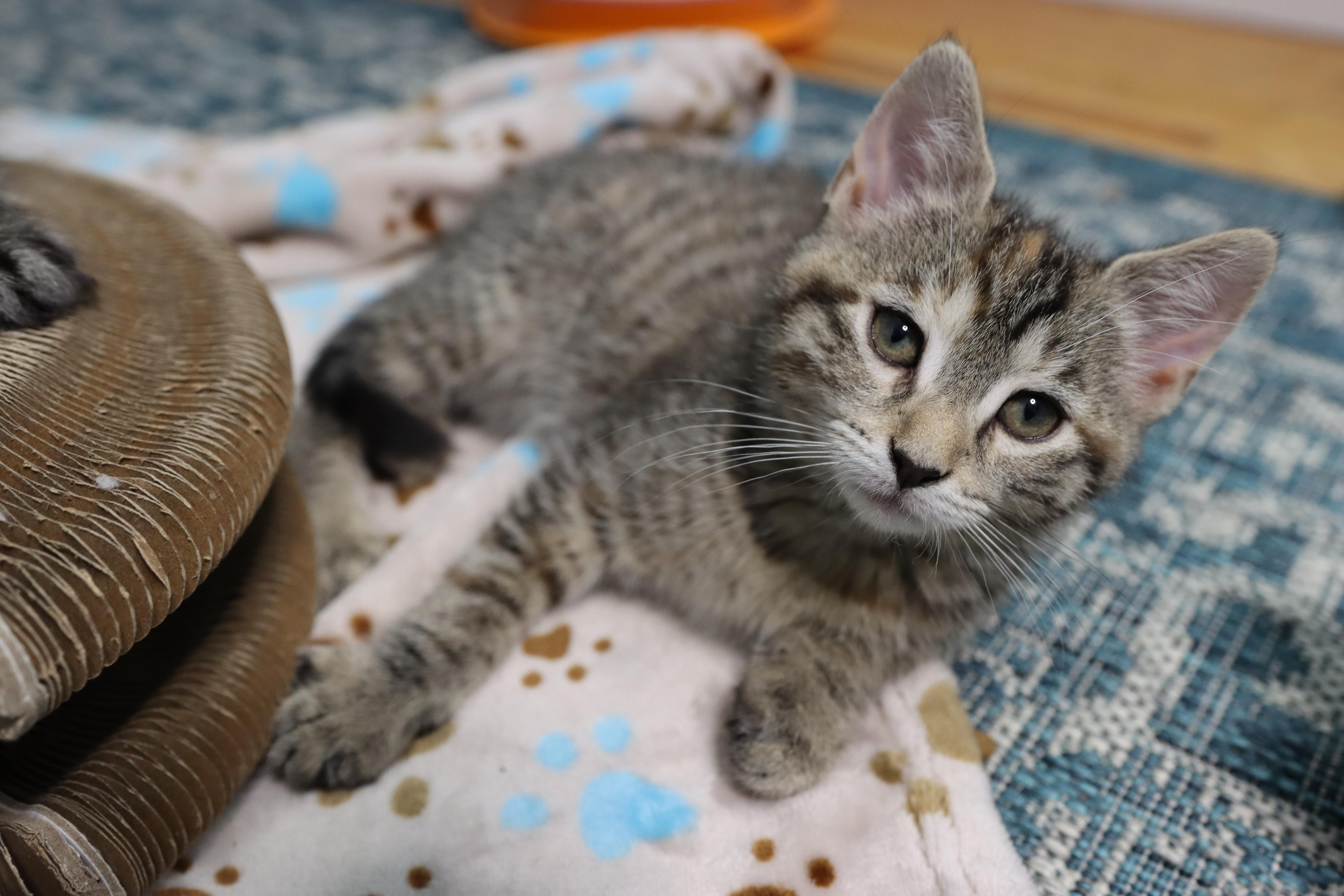 Enlarge Callie Rose (Bonded with Ziggy), an adopted Domestic Short Hair in Rochester, NY image 3/6