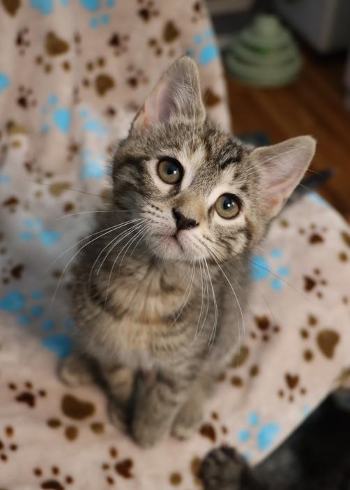 Enlarge Callie Rose (Bonded with Ziggy), an adopted Domestic Short Hair in Rochester, NY image 1/6