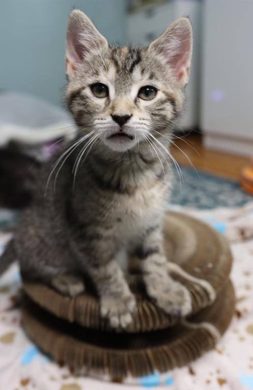 Enlarge Callie Rose (Bonded with Ziggy), an adopted Domestic Short Hair in Rochester, NY image 6/6