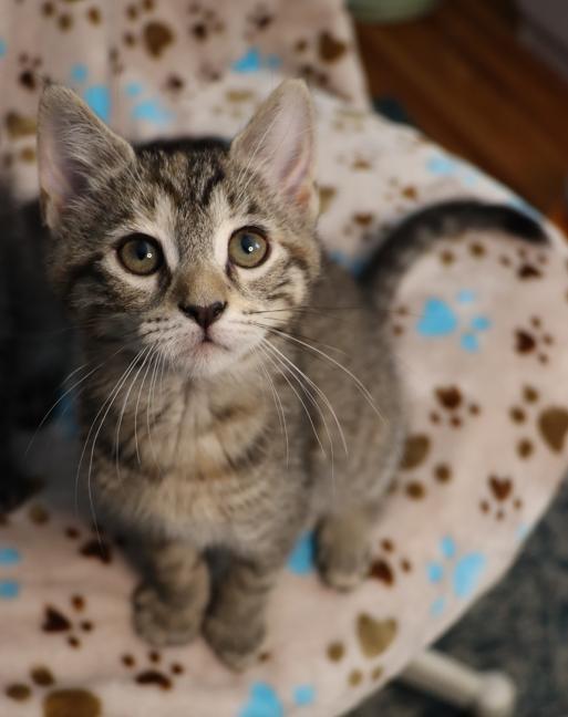 Enlarge Callie Rose (Bonded with Ziggy), an adopted Domestic Short Hair in Rochester, NY image 5/6