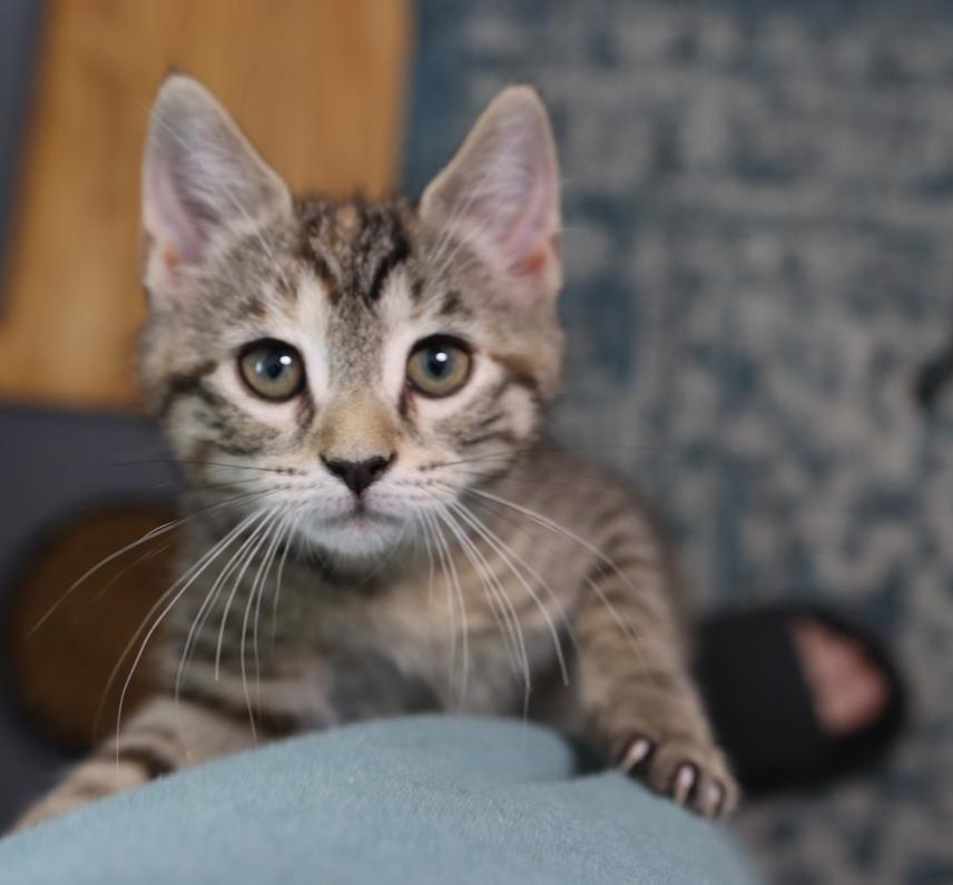 Enlarge Callie Rose (Bonded with Ziggy), an adopted Domestic Short Hair in Rochester, NY image 2/6