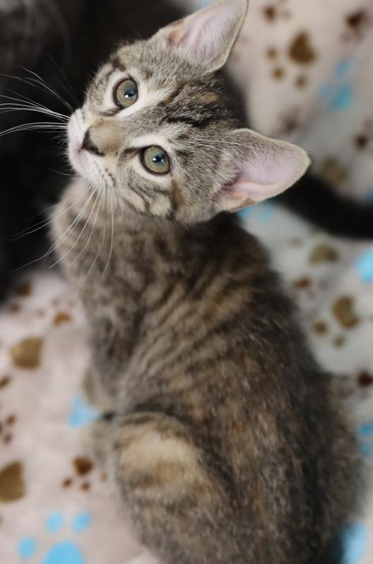 Enlarge Callie Rose (Bonded with Ziggy), an adopted Domestic Short Hair in Rochester, NY image 4/6