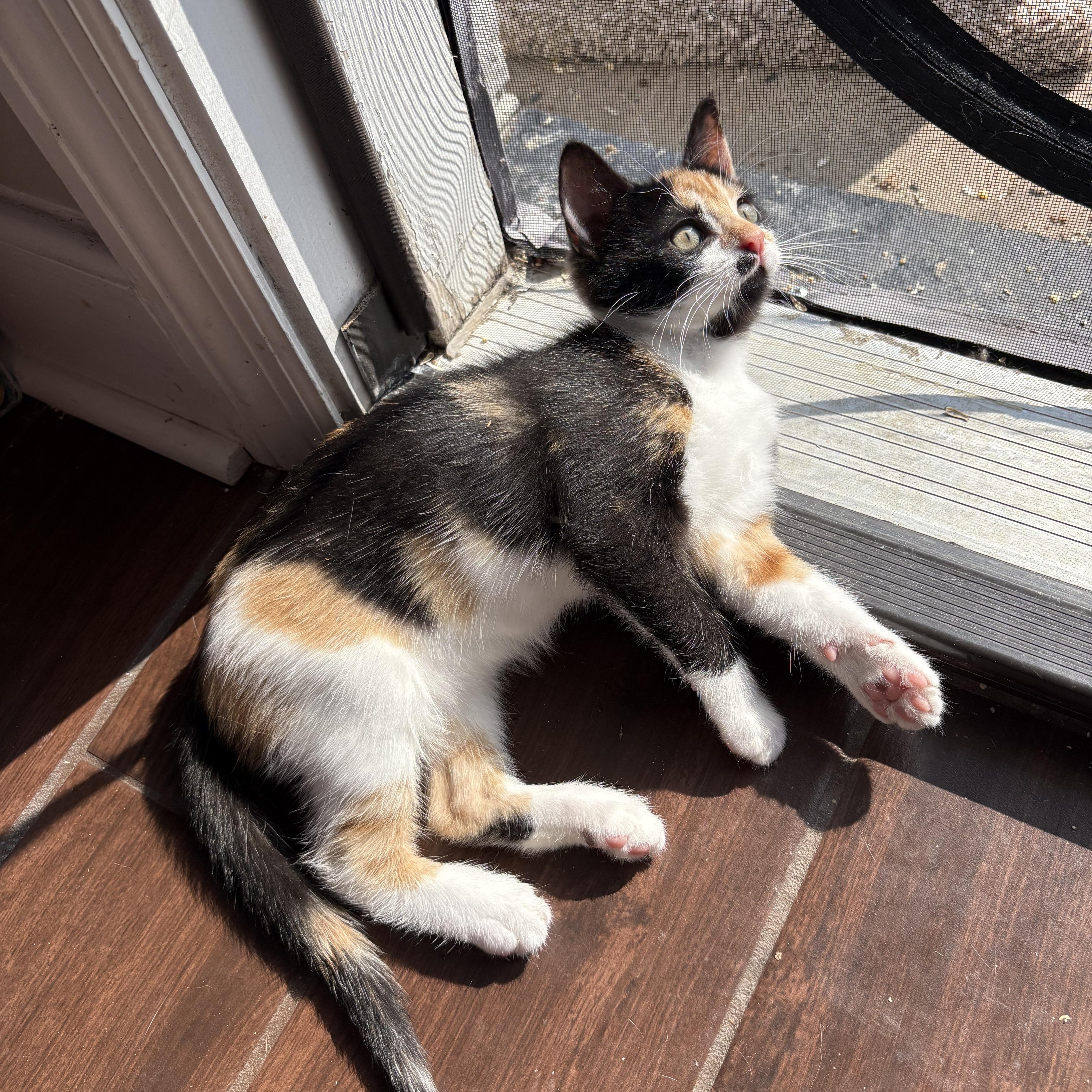 Enlarge Toil, a Adoptable Domestic Short Hair in Nashville, TN image 4/5