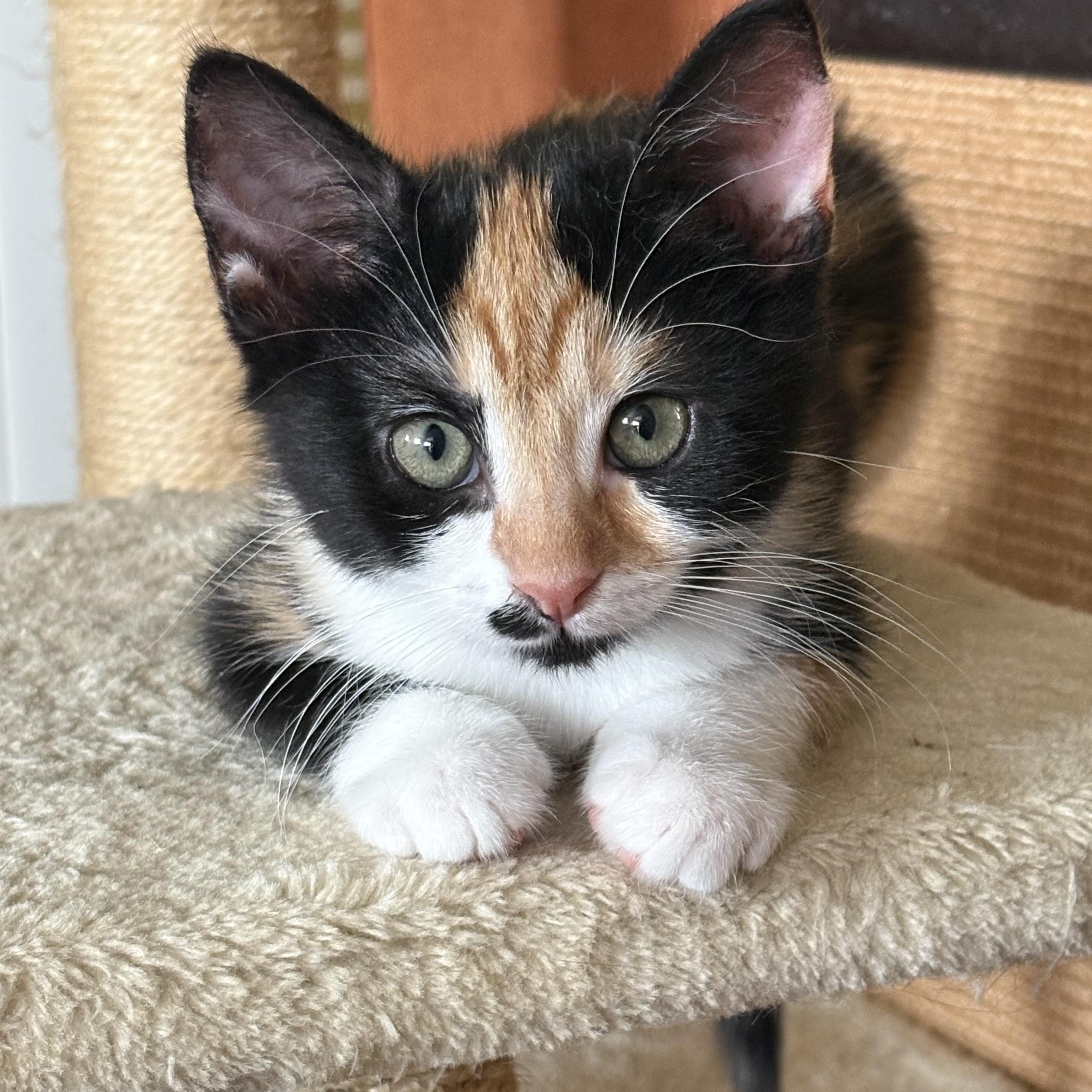 Enlarge Toil, a Adoptable Domestic Short Hair in Nashville, TN image 1/5
