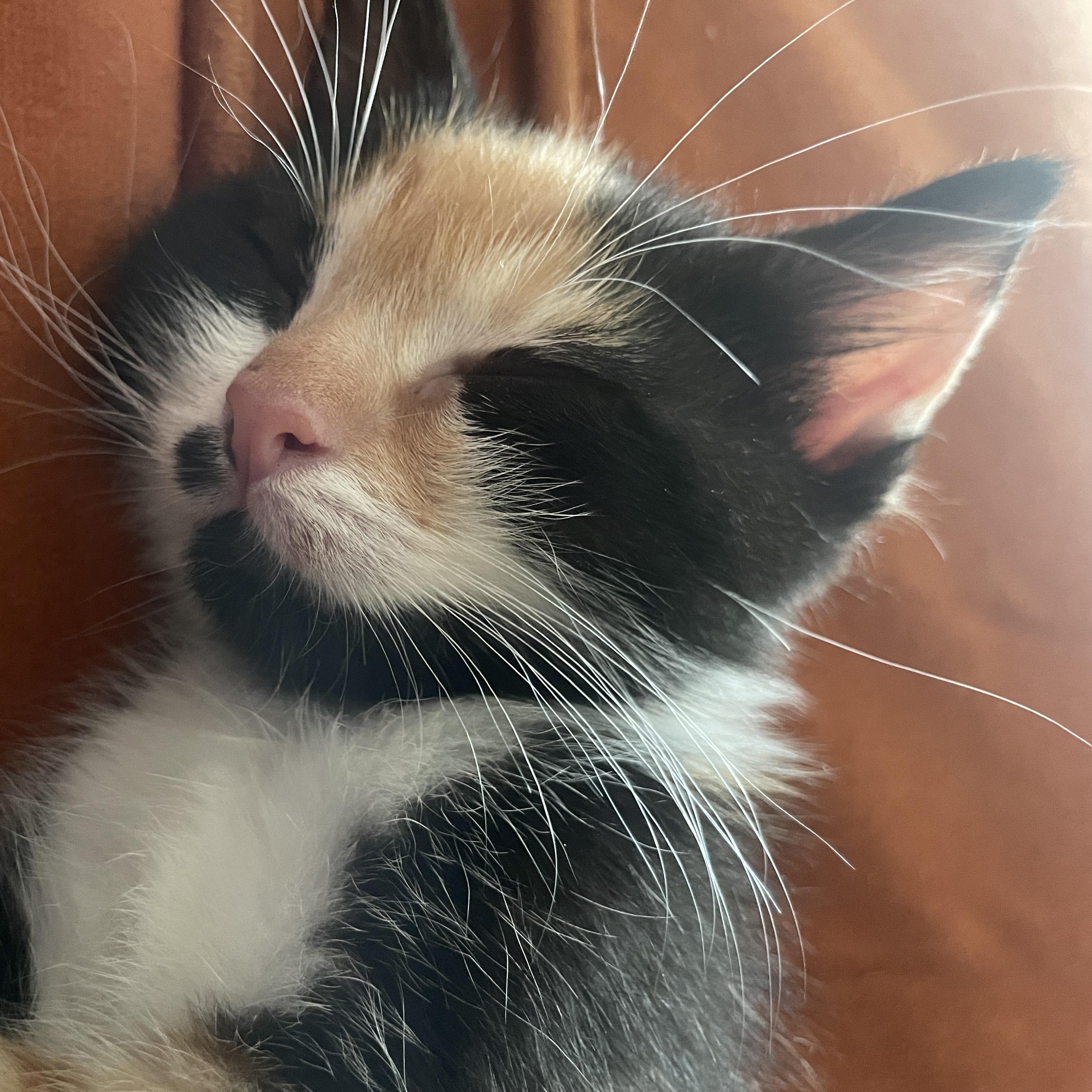 Enlarge Toil, a Adoptable Domestic Short Hair in Nashville, TN image 2/5