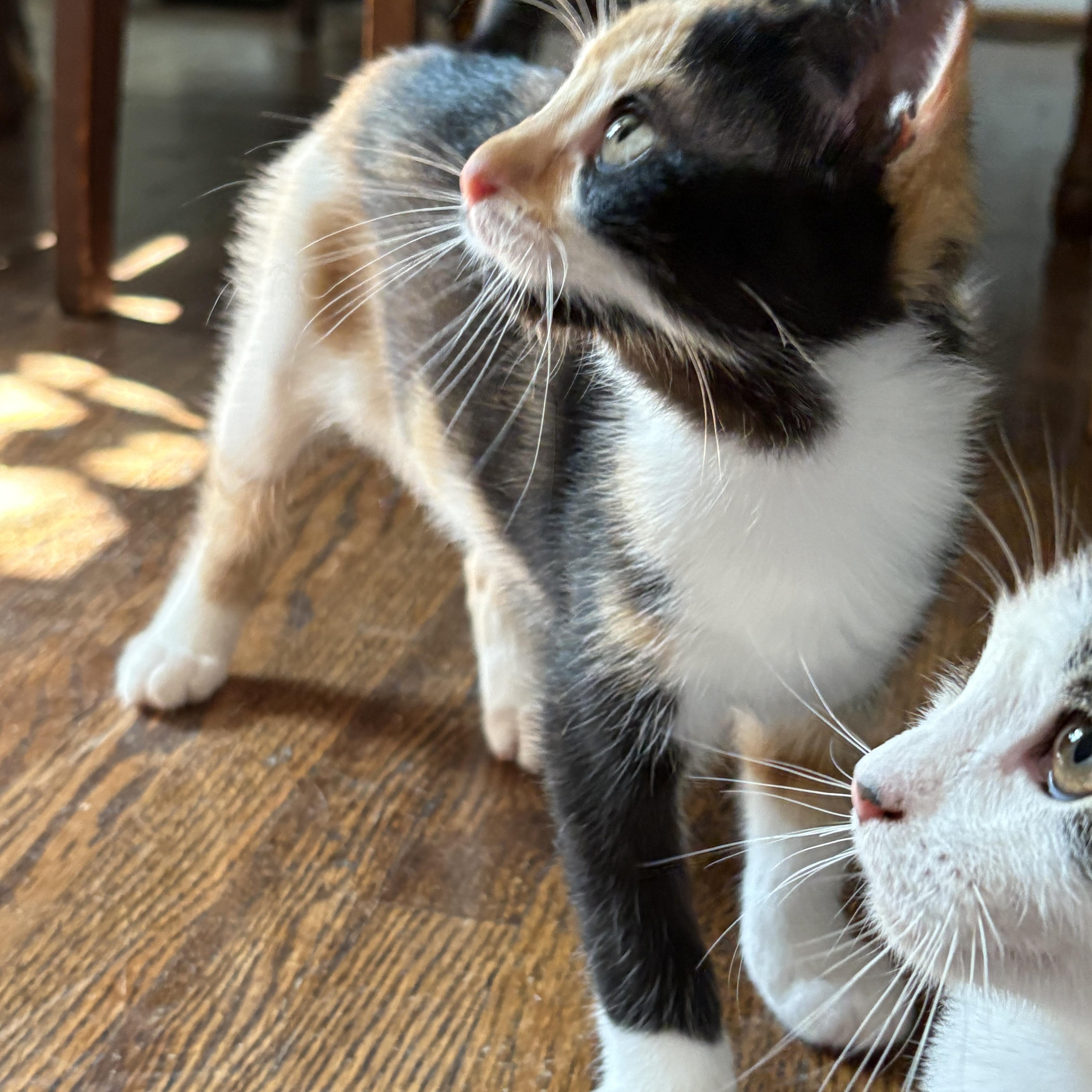 Enlarge Toil, a Adoptable Domestic Short Hair in Nashville, TN image 3/5