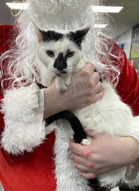 Enlarge 2 Spot, a Adoptable Domestic Short Hair in Macedonia, OH image 2/3