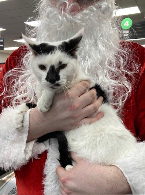 Enlarge 2 Spot, a Adoptable Domestic Short Hair in Macedonia, OH image 3/3
