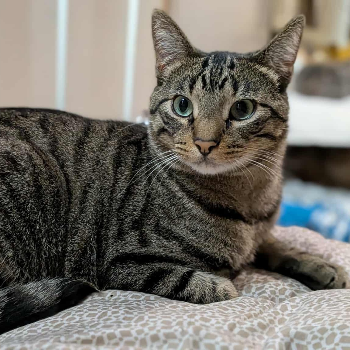 Rain, an adoptable Domestic Short Hair in Owatonna, MN, 55060 | Photo Image 3