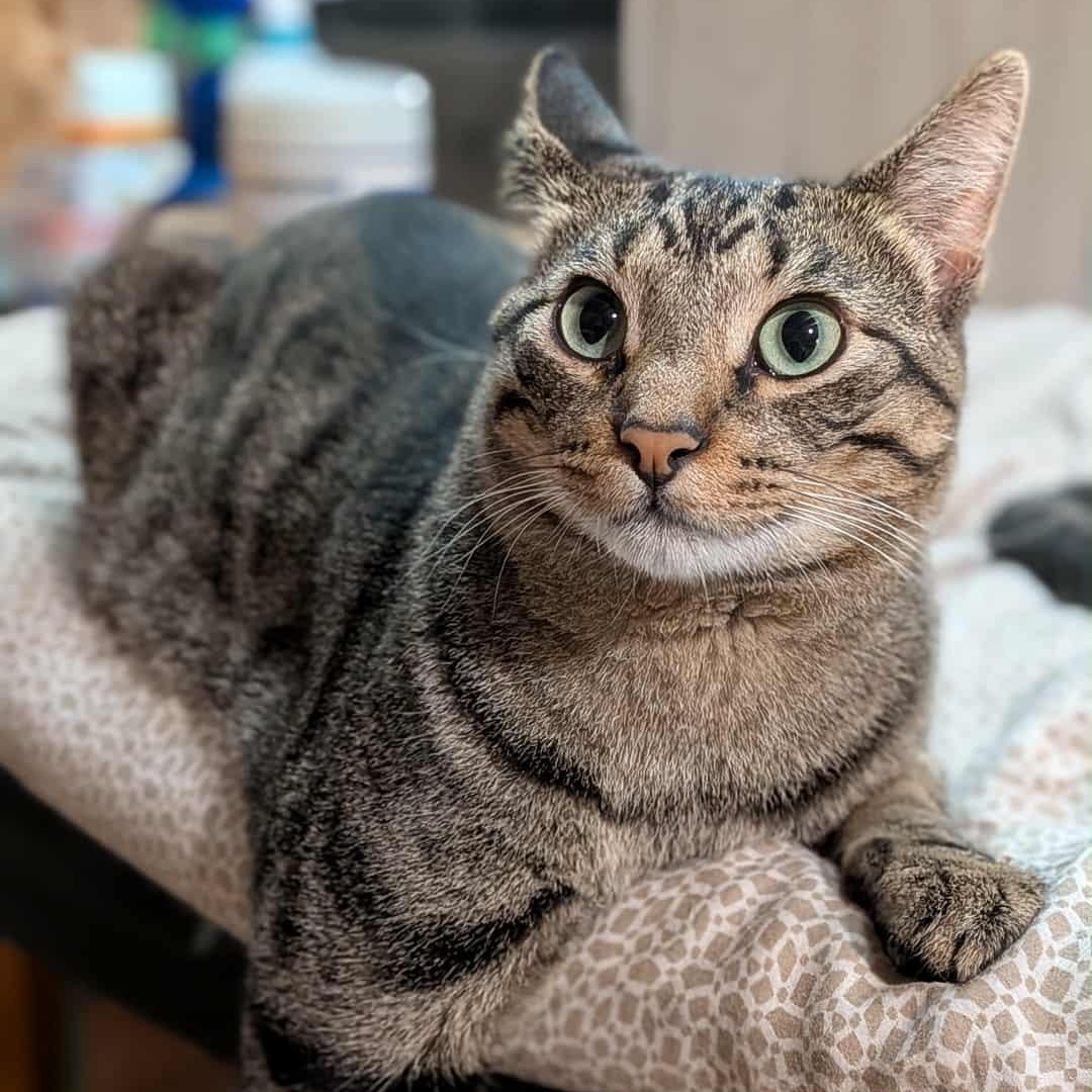 Rain, an adoptable Domestic Short Hair in Owatonna, MN, 55060 | Photo Image 4