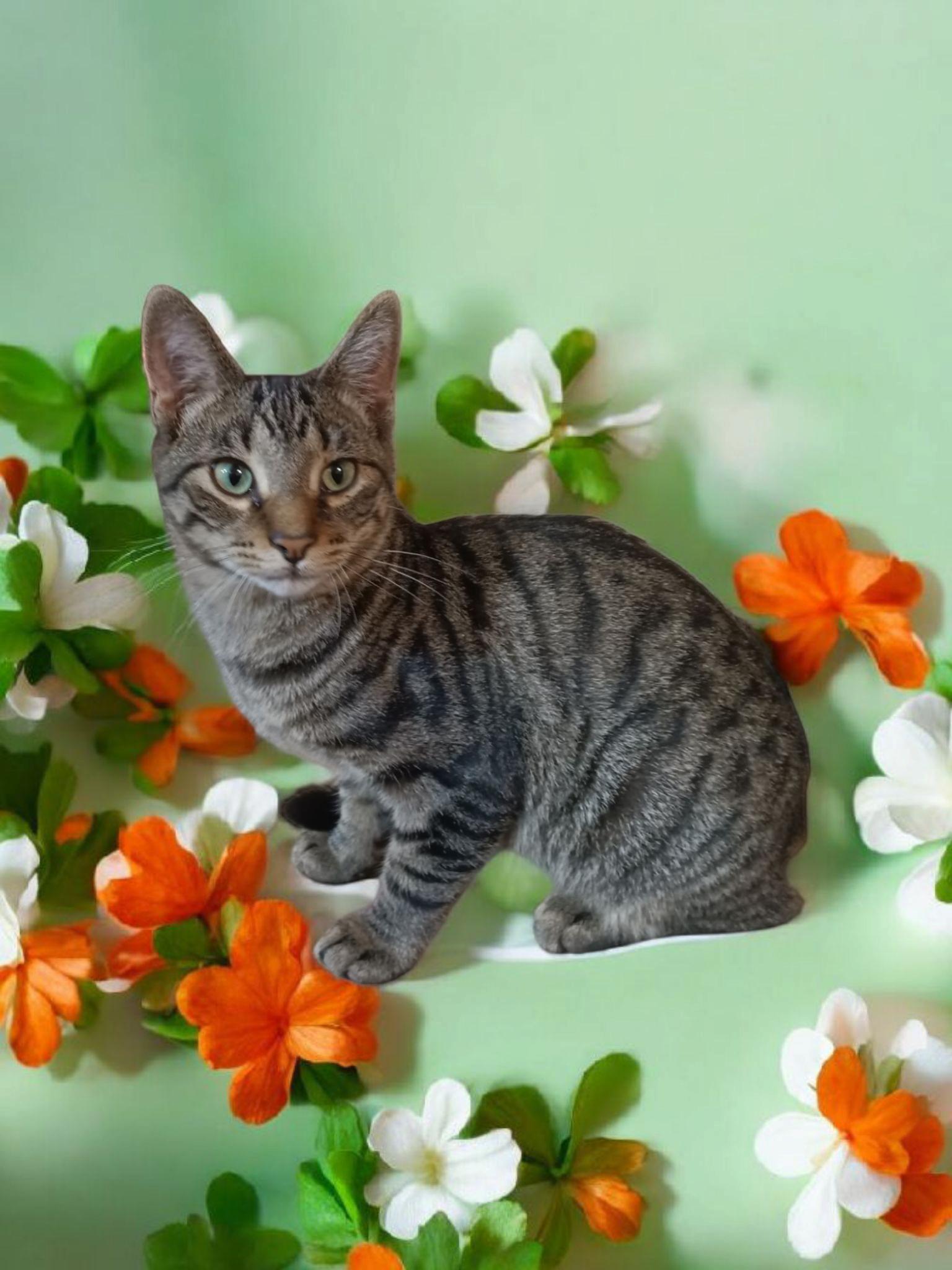 Rain, Young Male Domestic Short Hair