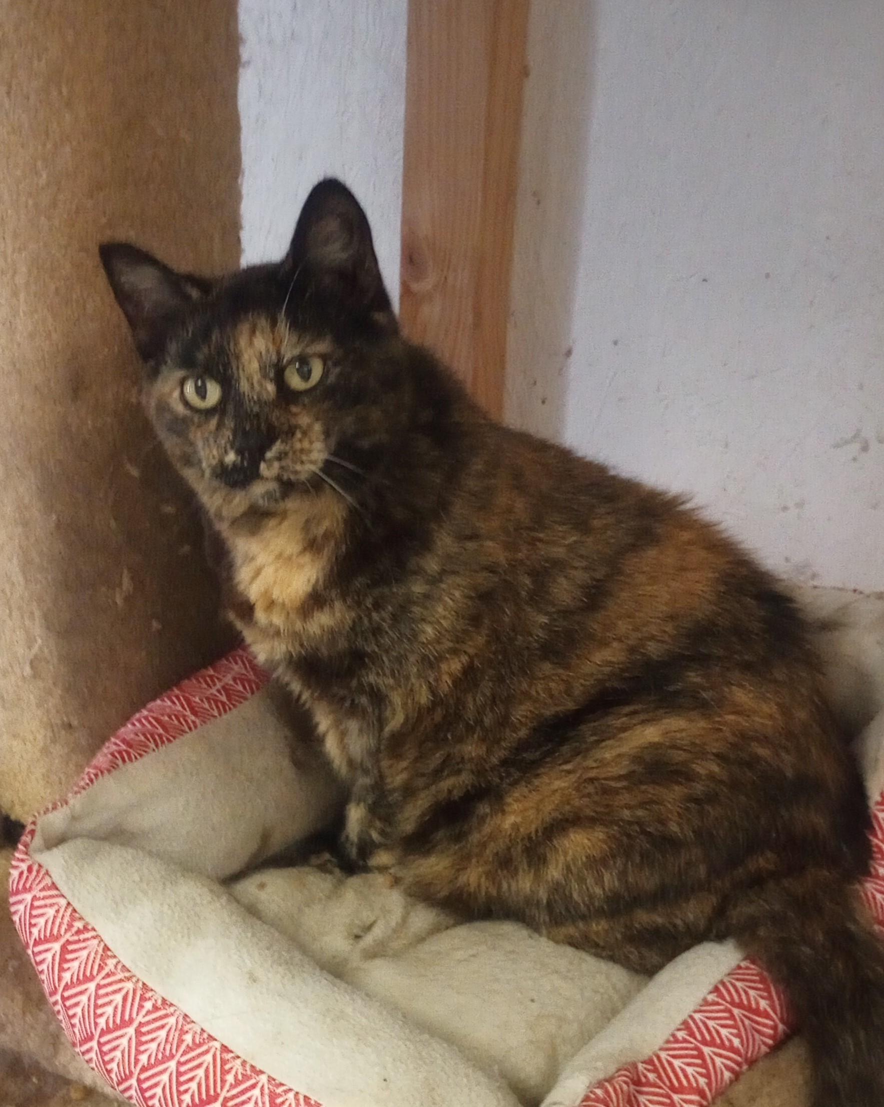 Little Girl, a ADOPTABLE mixed breed in Santa Rosa, CA image 3/3