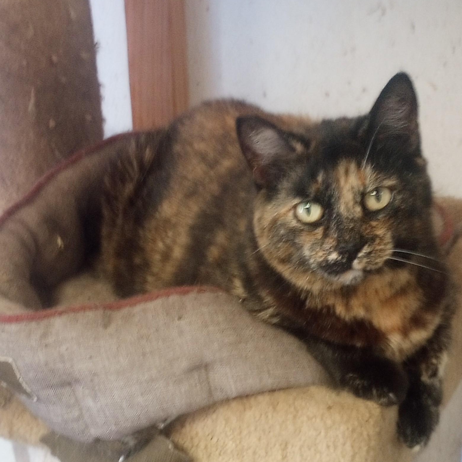 Little Girl, ADOPTABLE, Senior Female Domestic Short Hair.