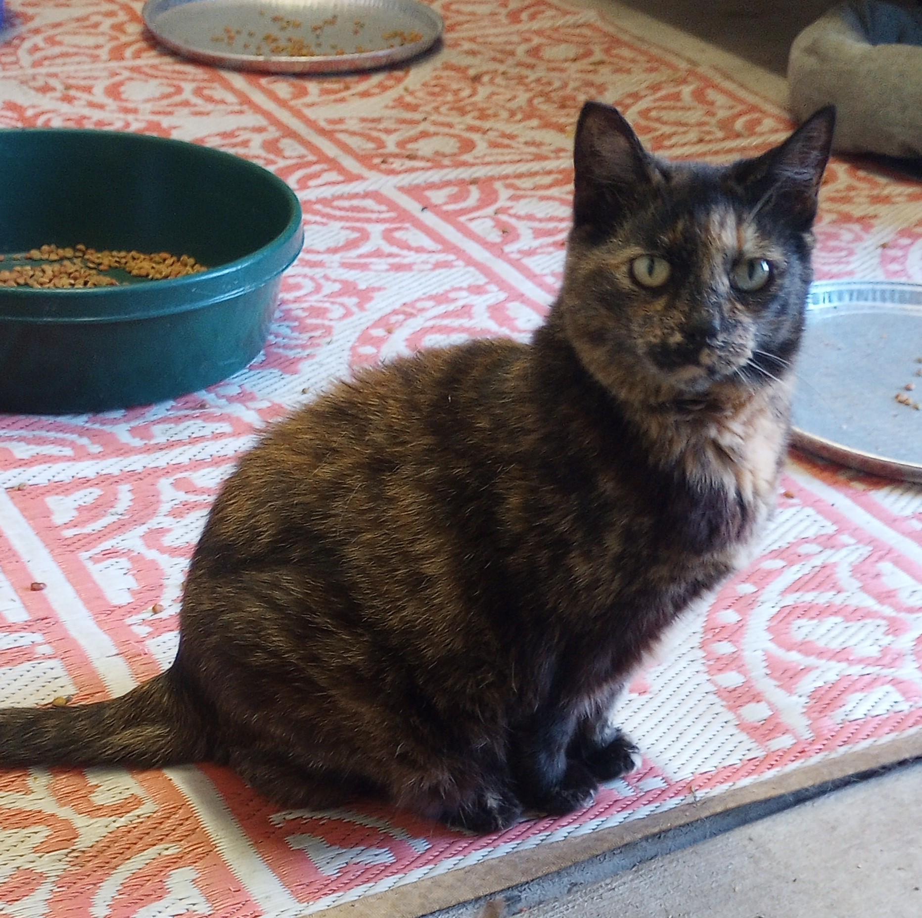 Little Girl, a ADOPTABLE mixed breed in Santa Rosa, CA image 2/3