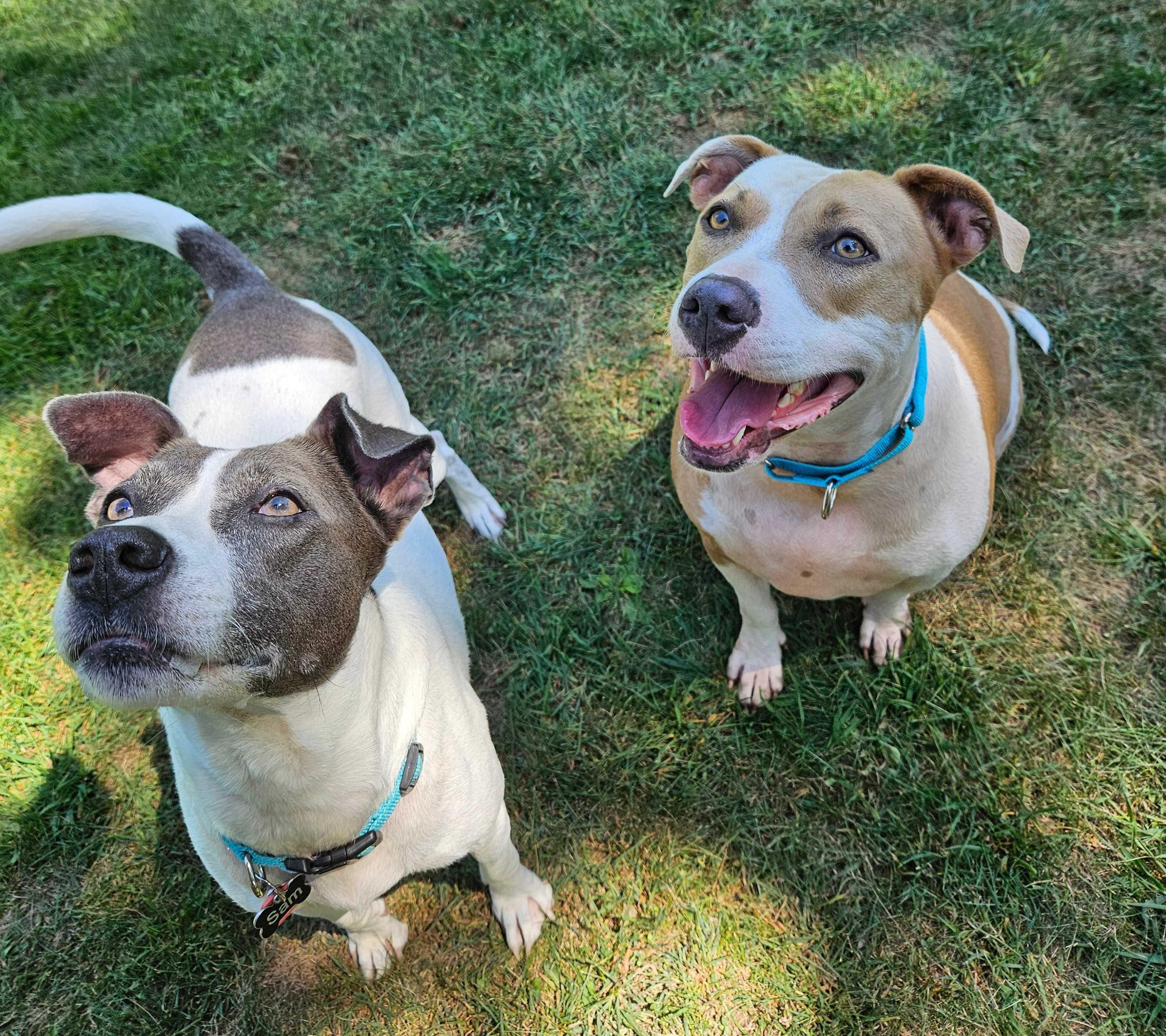 Enlarge Nova, a Adoptable Mixed Breed in Fairfield, NJ image 6/6