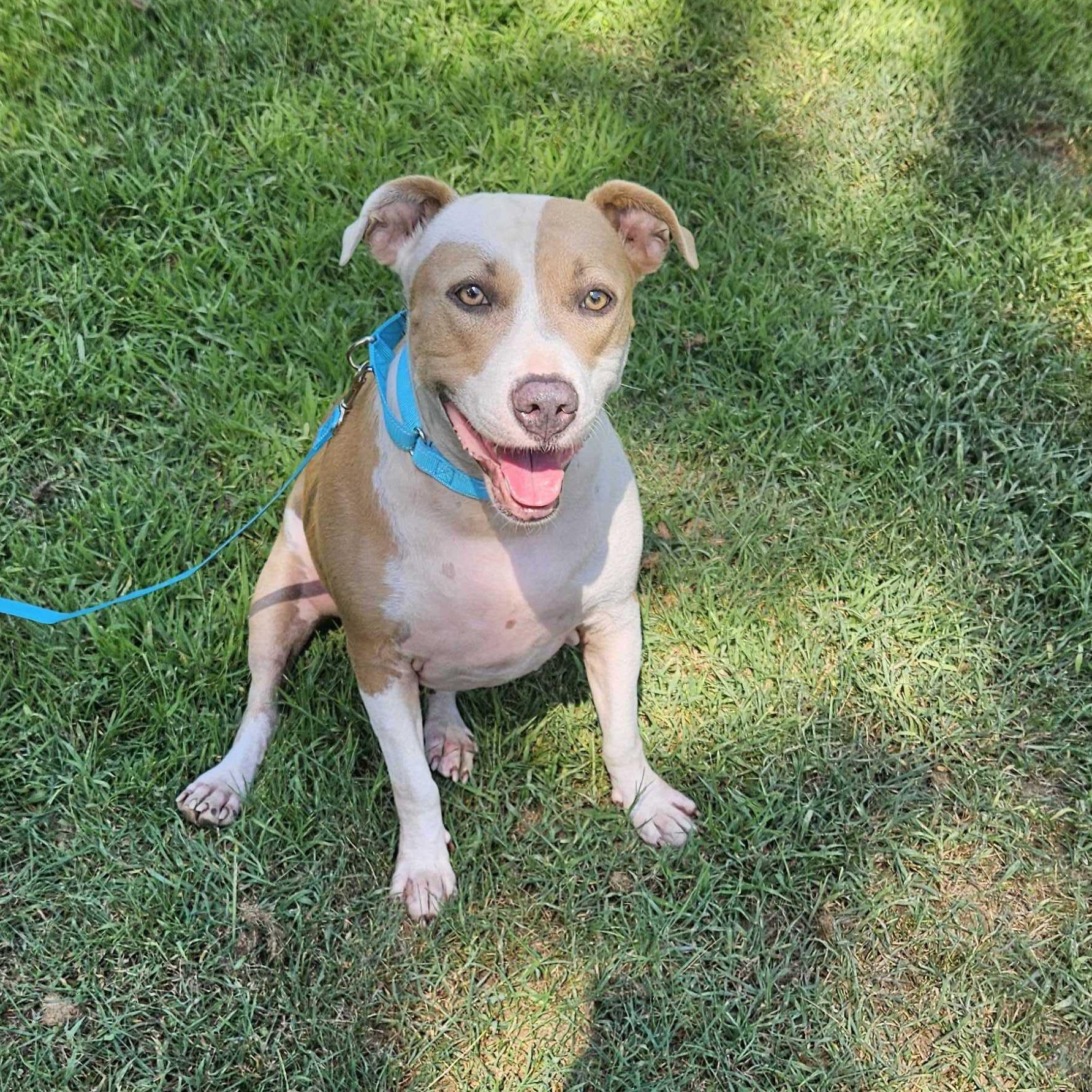 Nova, Adoptable, Adult Female Mixed Breed.