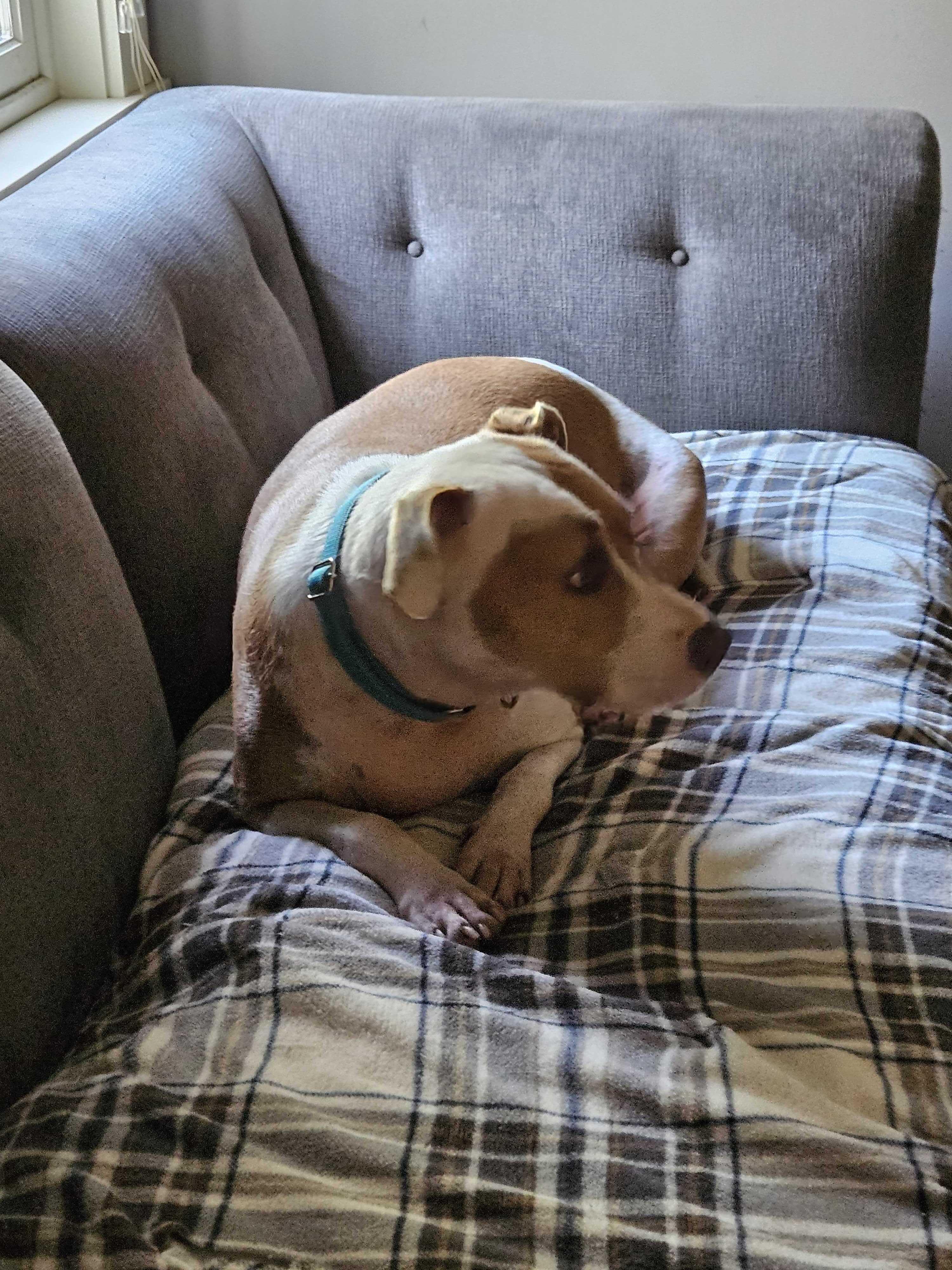 Enlarge Nova, a Adoptable Mixed Breed in Fairfield, NJ image 5/6