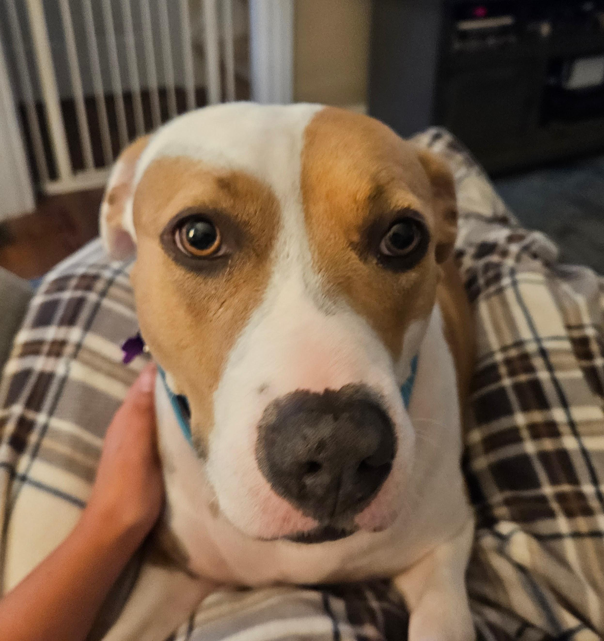 Enlarge Nova, a Adoptable Mixed Breed in Fairfield, NJ image 1/6