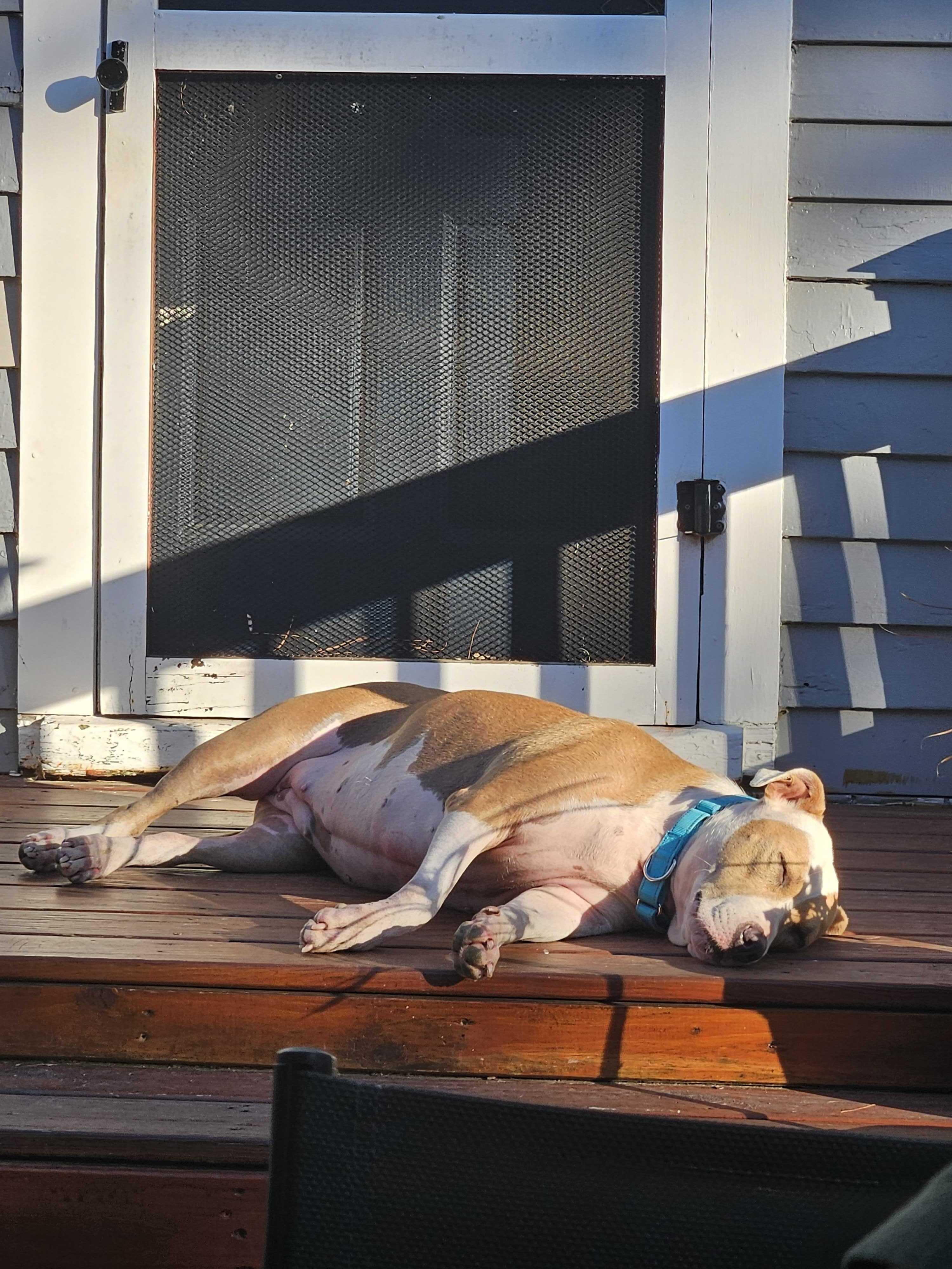 Enlarge Nova, a Adoptable Mixed Breed in Fairfield, NJ image 3/6