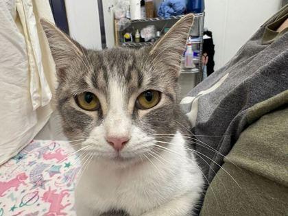 Enlarge Becky, a Adoptable Domestic Short Hair in Boulder, CO image 1/1