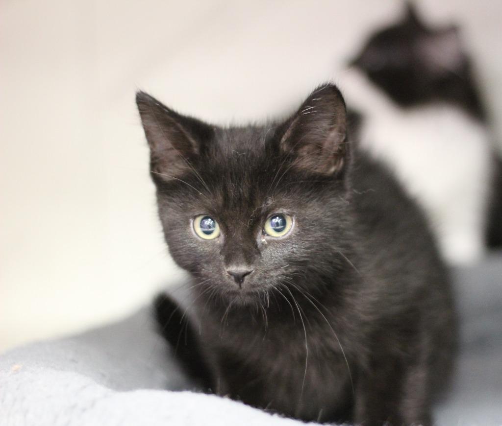 Chia, Adoptable, Kitten Male Domestic Medium Hair.