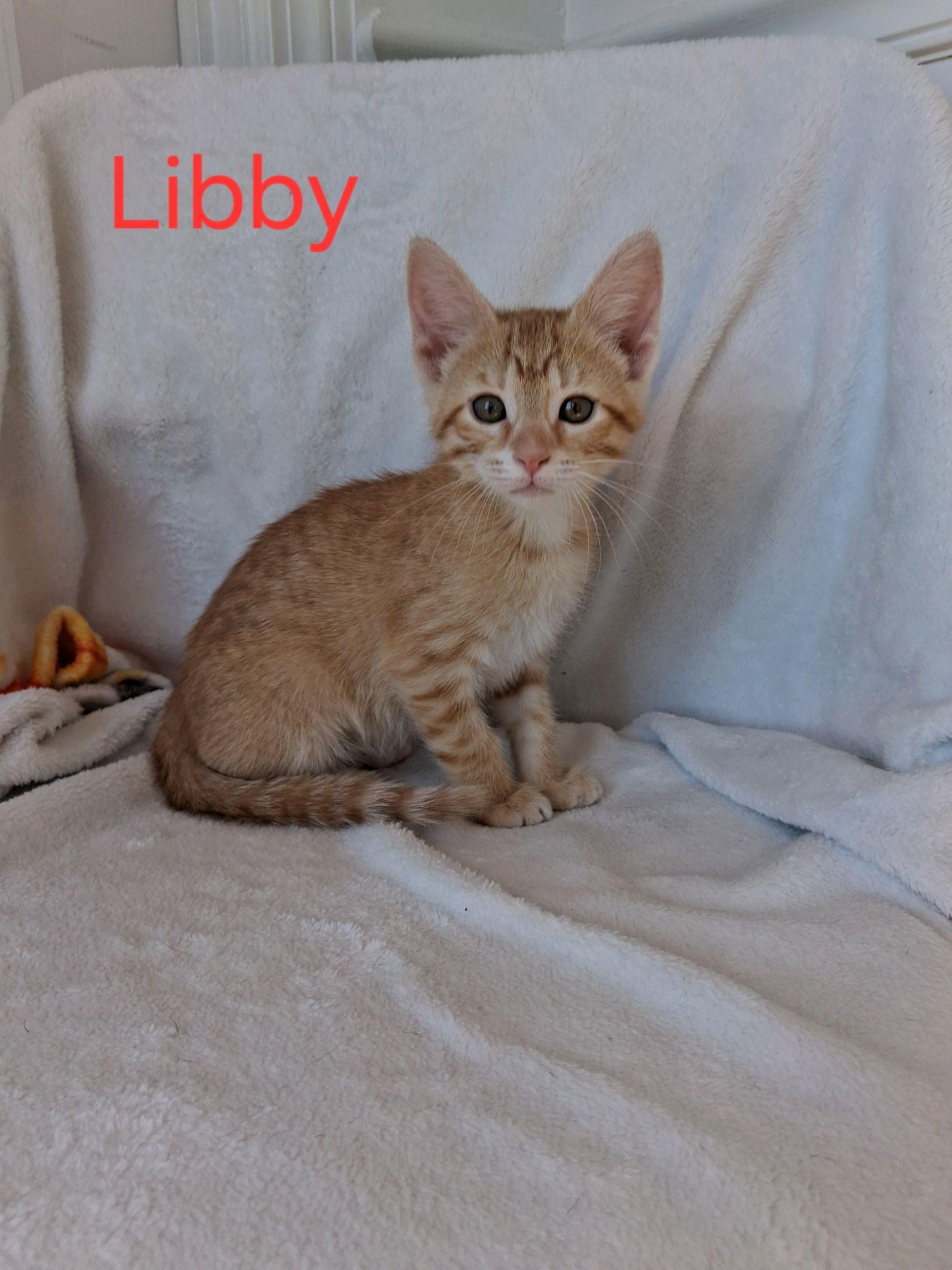 Libby, ADOPTABLE, Kitten Female American Shorthair.