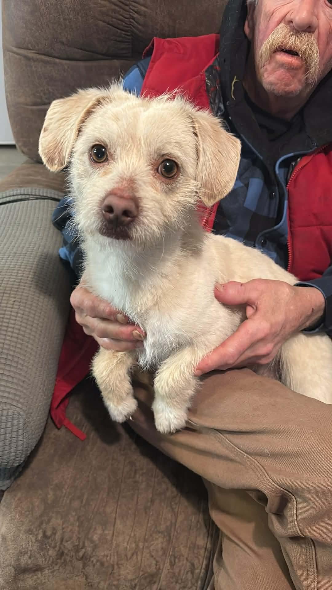 Nugget, adopted, Adult Male Terrier & Dachshund.